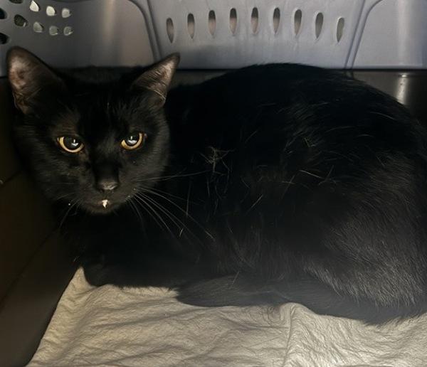 Enlarge Luna, a Adoptable mixed breed in Escondido, CA image 1/1