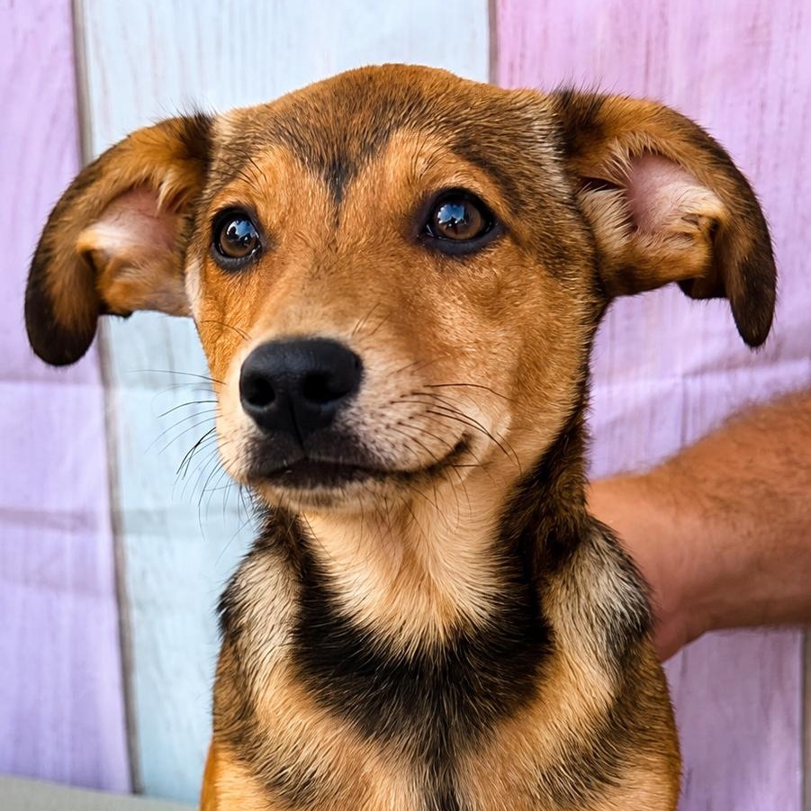 Ripple, ADOPTABLE, Young Male Dachshund & Beagle.