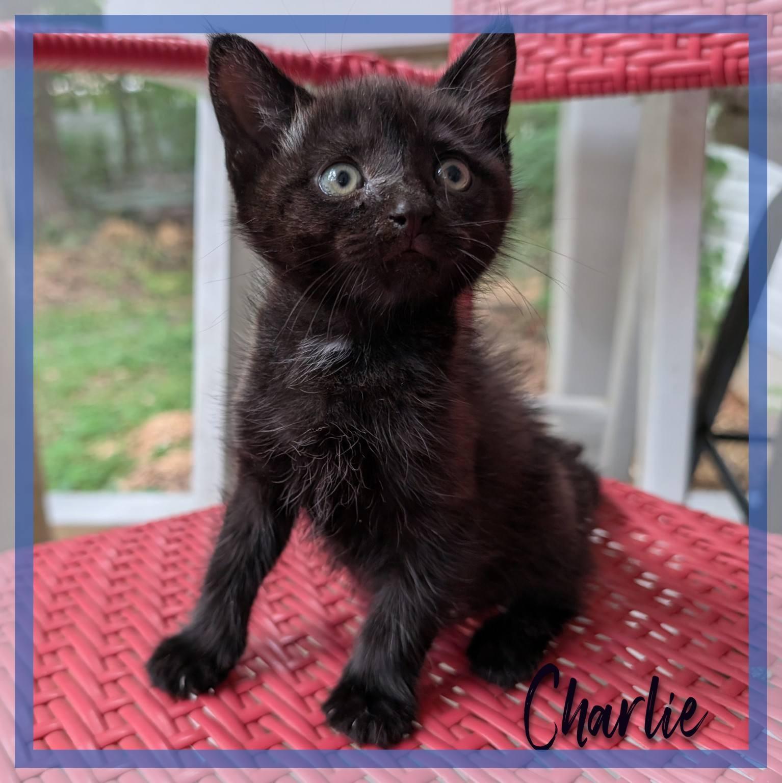 Enlarge Charlie Bear, a ADOPTABLE Domestic Short Hair in Great Mills, MD image 1/1
