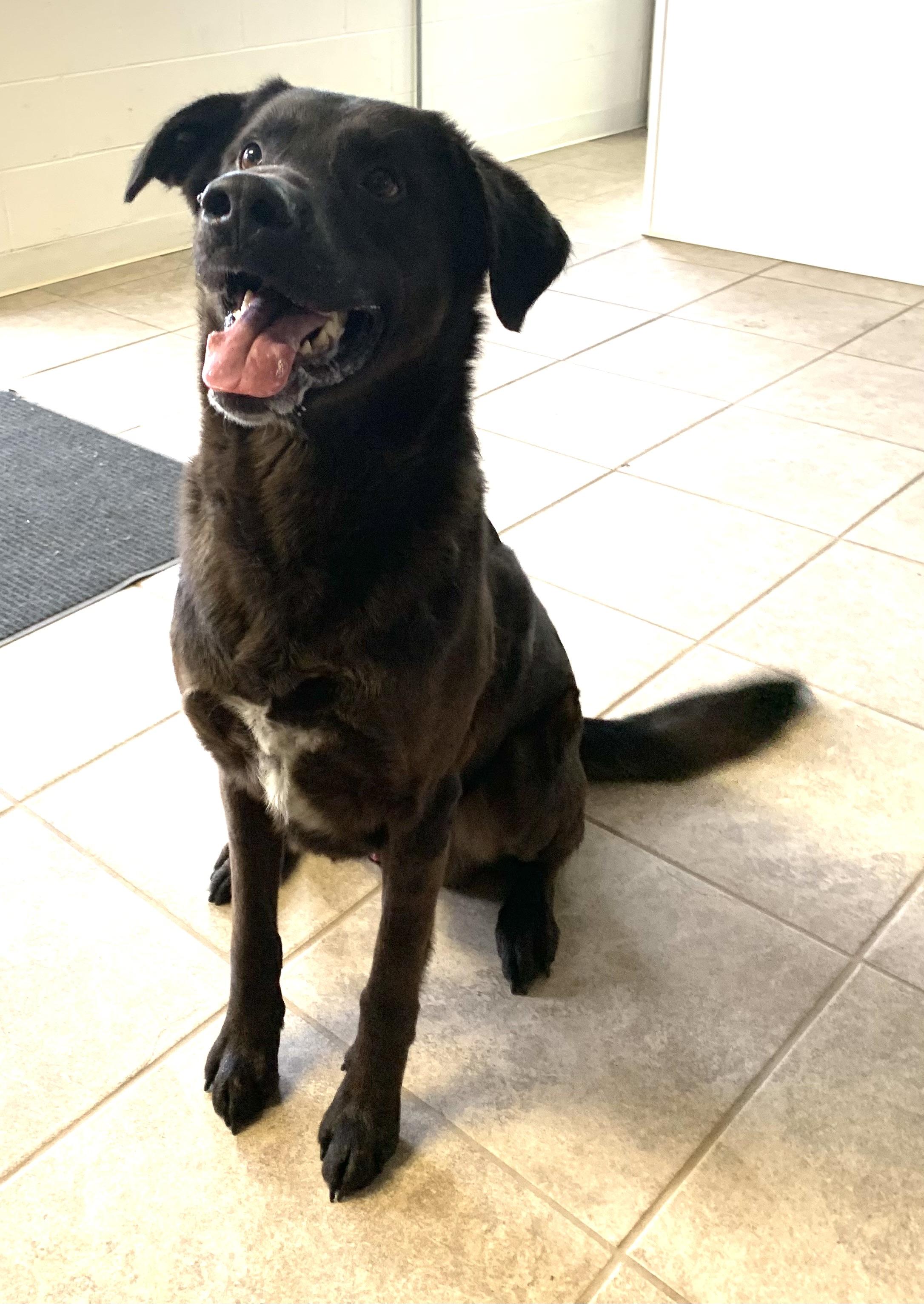 Enlarge Hershey, a ADOPTABLE mixed breed in Massena, NY image 4/4