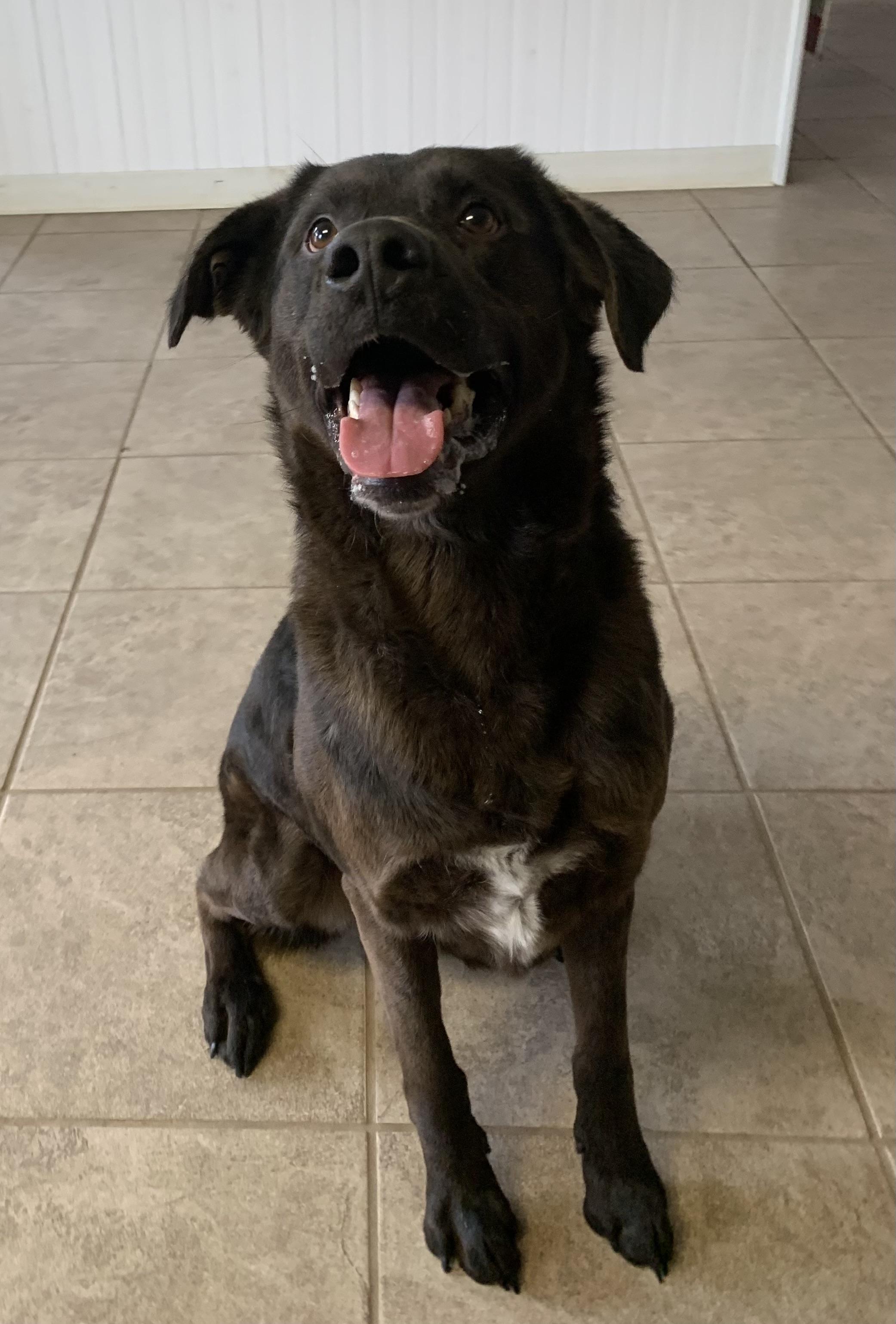 Enlarge Hershey, a ADOPTABLE mixed breed in Massena, NY image 2/4