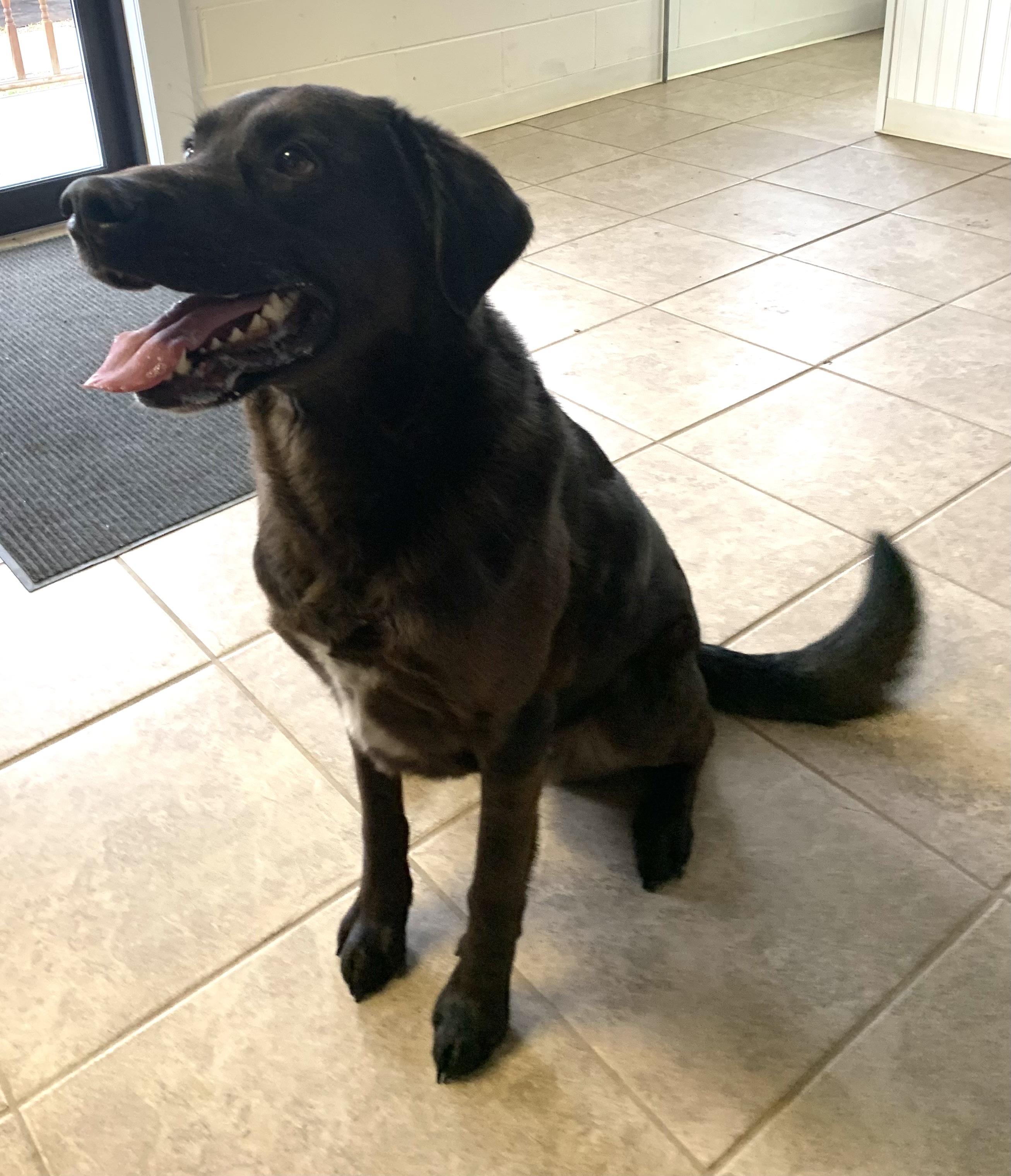 Hershey, ADOPTABLE, Adult Male Chocolate Labrador Retriever & Shepherd.
