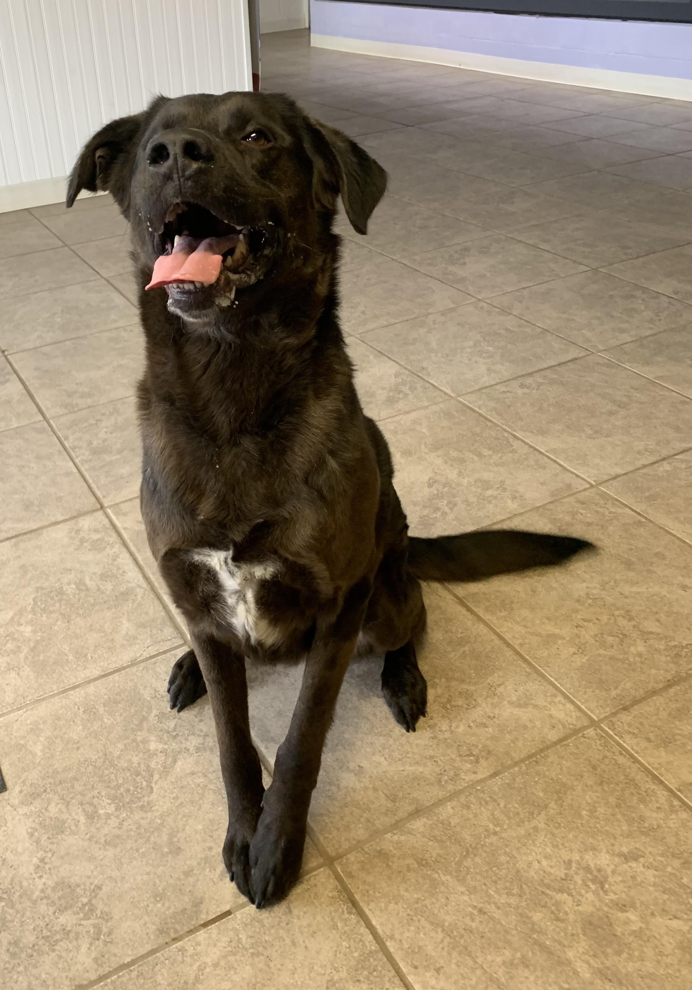 Enlarge Hershey, a ADOPTABLE mixed breed in Massena, NY image 3/4