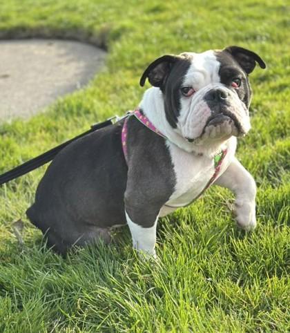 Enlarge GLORIA GAYNOR, a ADOPTABLE English Bulldog in Bonney Lake, WA image 1/3