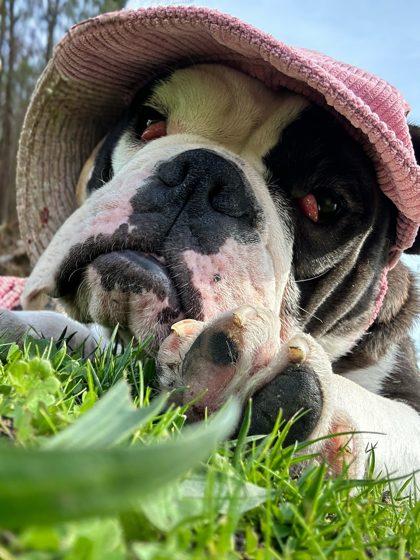 Enlarge GLORIA GAYNOR, a ADOPTABLE English Bulldog in Bonney Lake, WA image 3/3