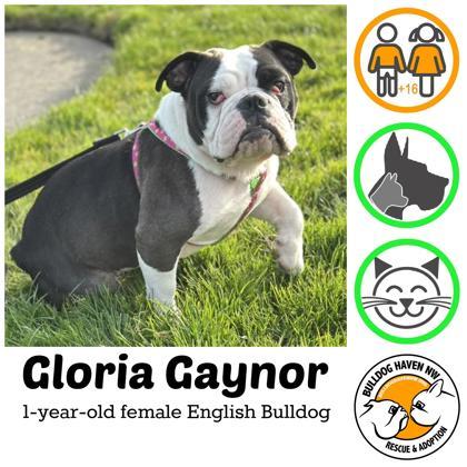 GLORIA GAYNOR, ADOPTABLE, Young Female English Bulldog.