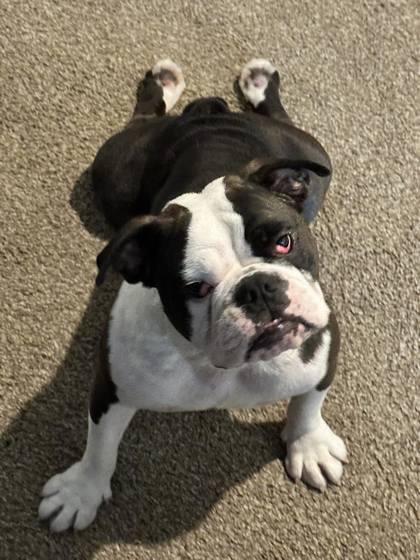 Enlarge GLORIA GAYNOR, a ADOPTABLE English Bulldog in Bonney Lake, WA image 2/3