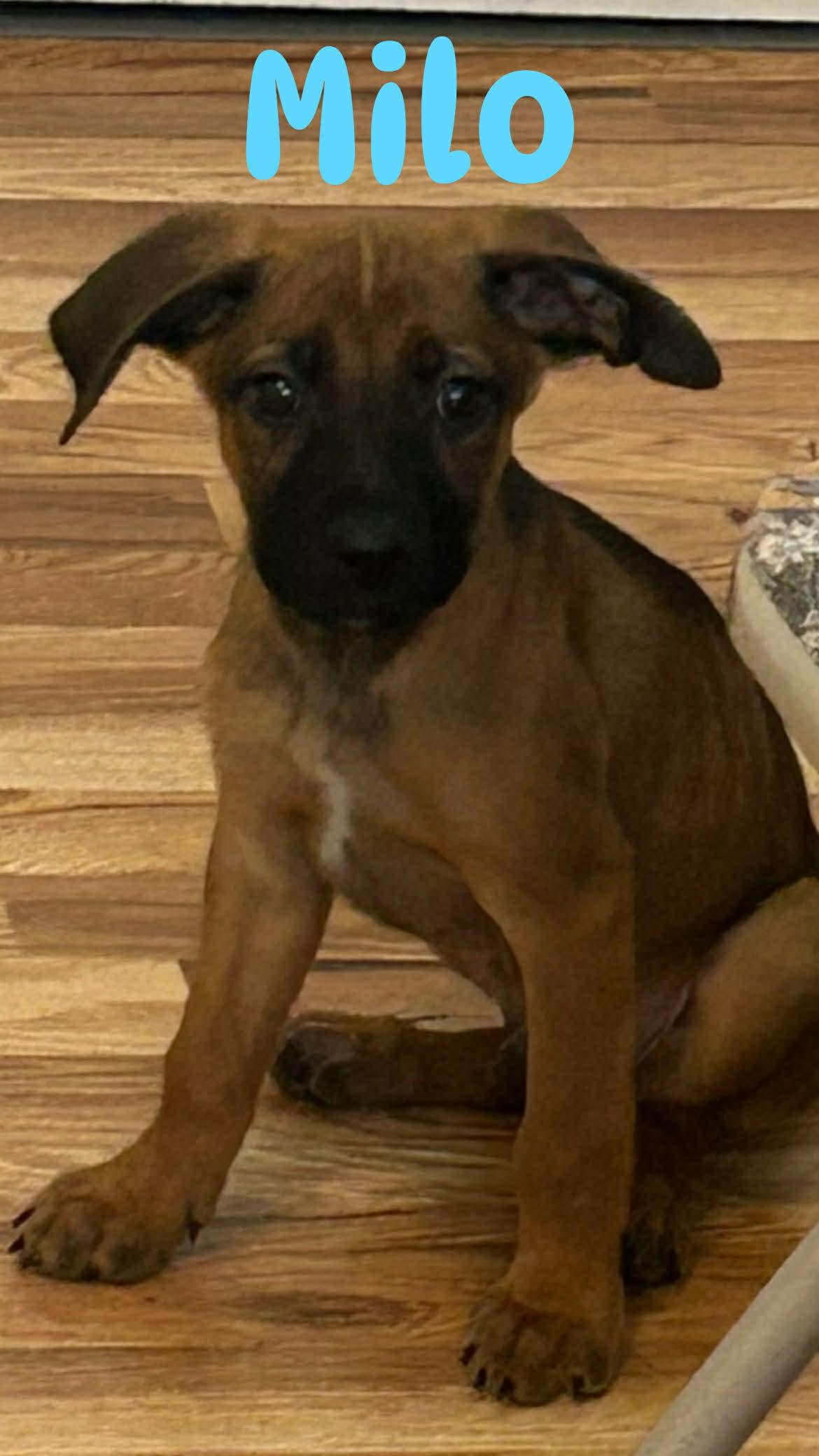 Milo, Adoptable, Puppy Male Dutch Shepherd & Pit Bull Terrier.