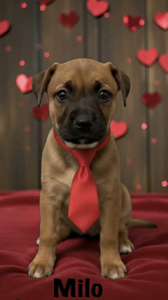 Enlarge Milo, a Adoptable mixed breed in Colorado Springs, CO image 2/2