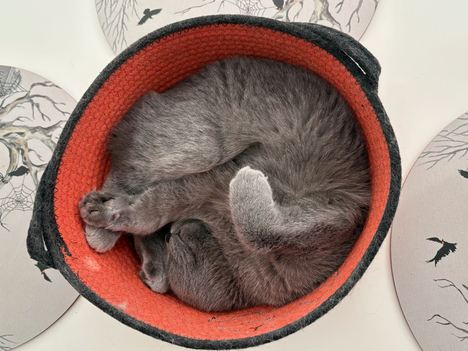 Cat for adoption MEREDITH GREY, a Scottish Fold in woodland, CA