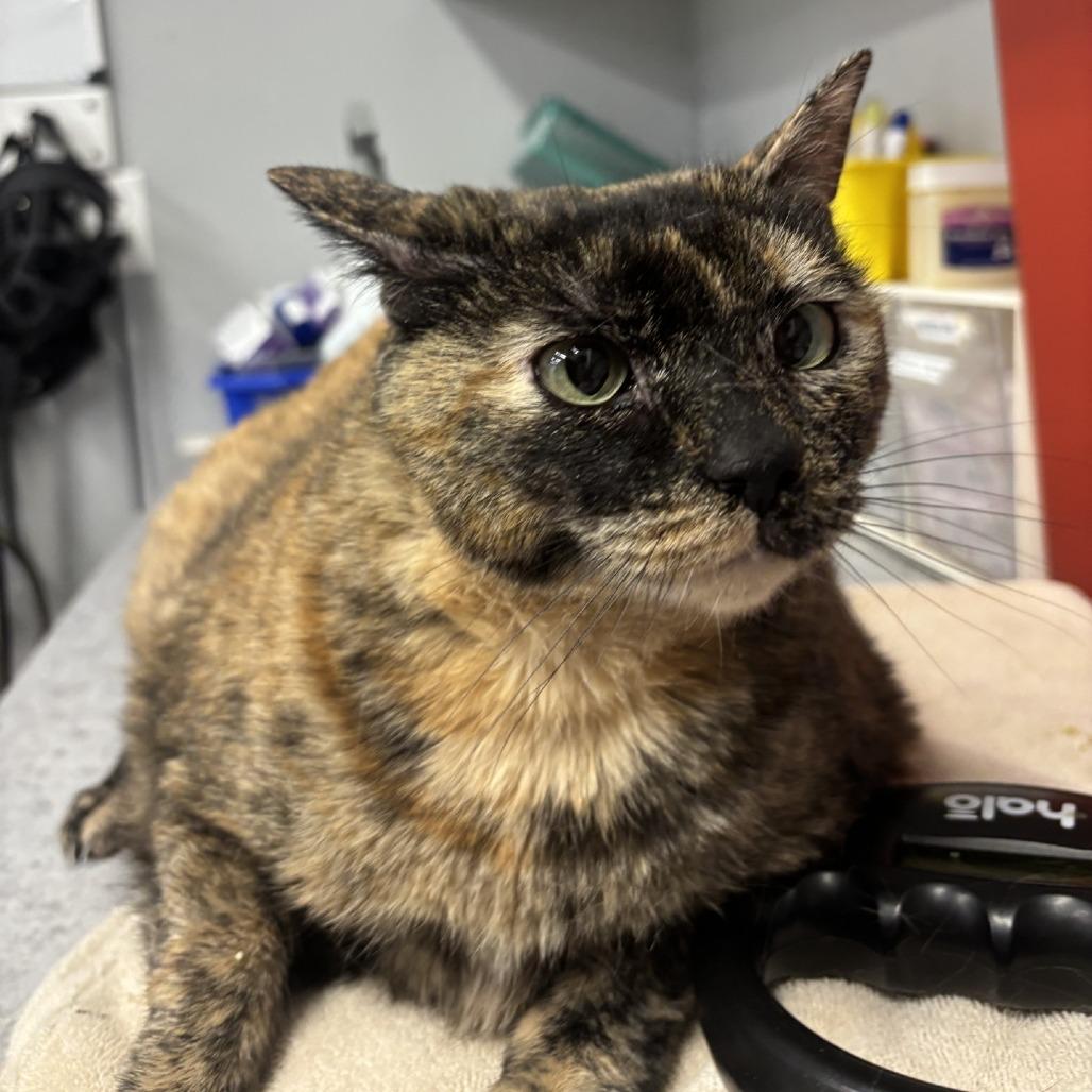 Enlarge Buffy the Mouse Slayer, a Adoptable Domestic Short Hair in Spokane, WA image 1/1