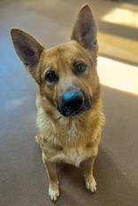 Enlarge Astro, a ADOPTABLE German Shepherd Dog in Winfield, KS image 1/1