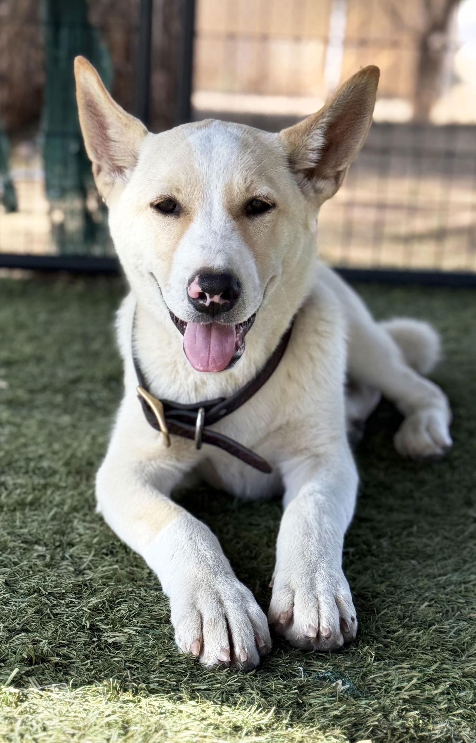 Enlarge Jasper PUPPY, a Adoptable Akita in Romoland, CA image 2/3