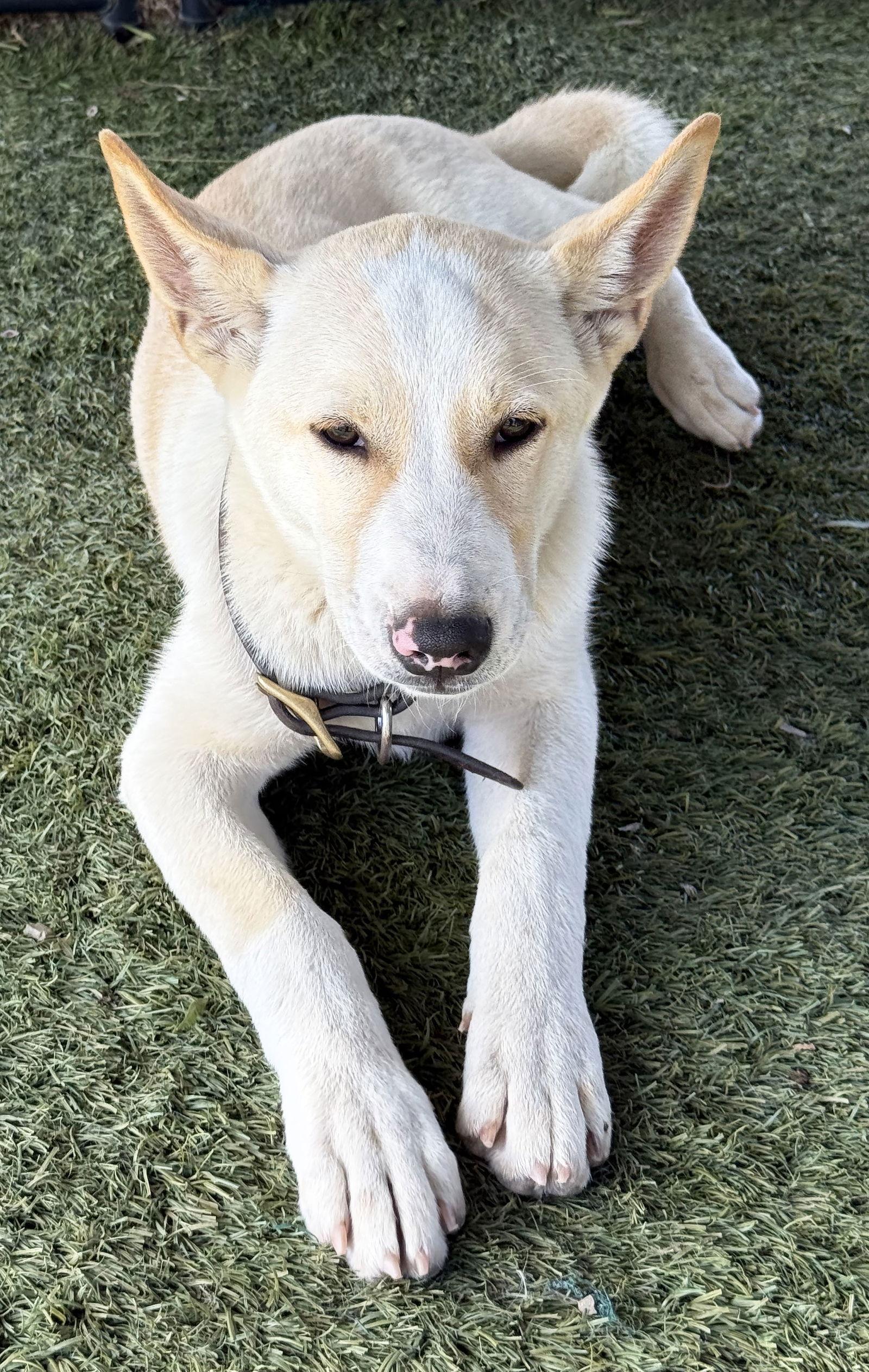 Enlarge Jasper PUPPY, a Adoptable Akita in Romoland, CA image 3/3