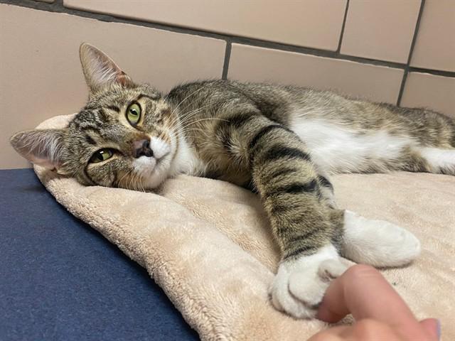 GOOBS, Adoptable, Young Male Domestic Short Hair.