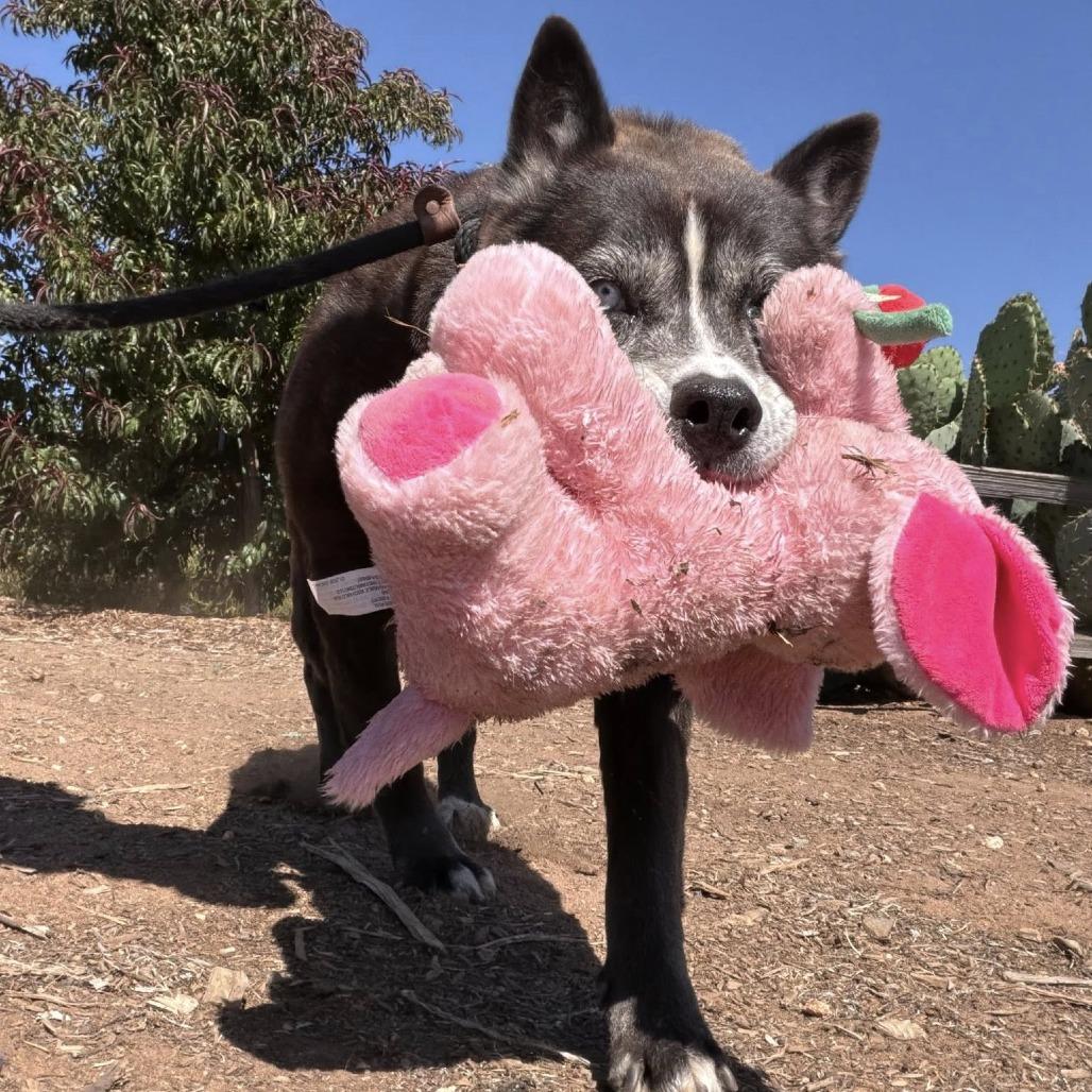 Osa O'Shea, Adoptable, Senior Female Siberian Husky.