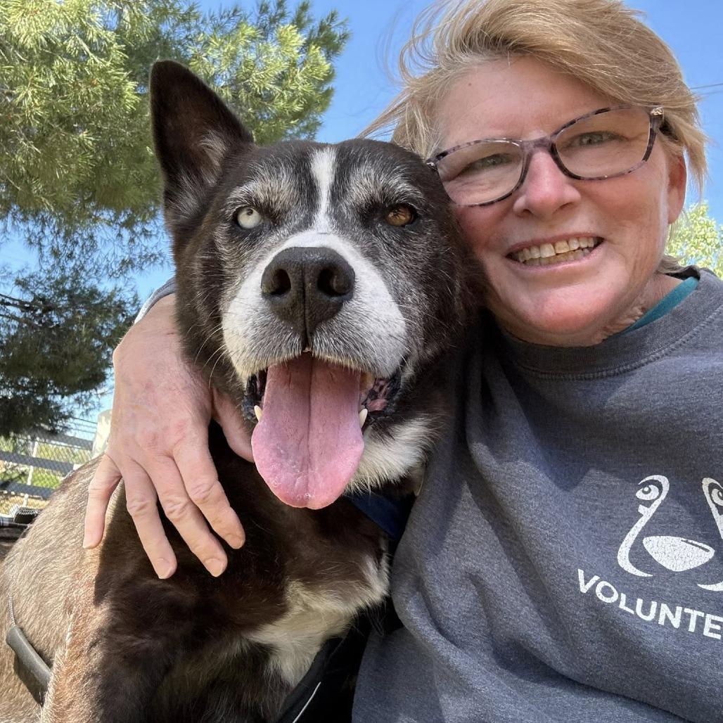 Enlarge Osa O'Shea, a Adoptable Siberian Husky in Ramona, CA image 3/6