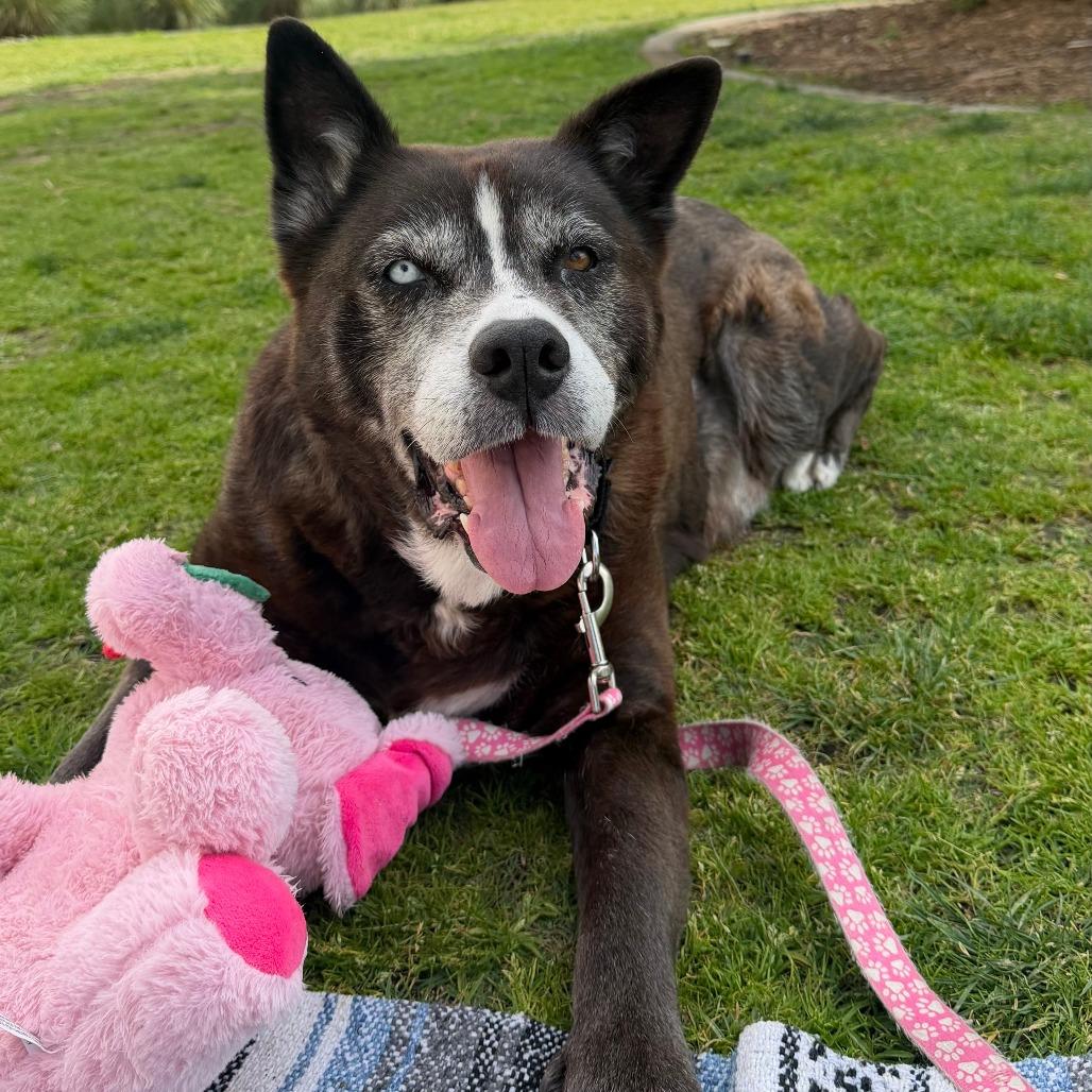 Enlarge Osa O'Shea, a Adoptable Siberian Husky in Ramona, CA image 4/6
