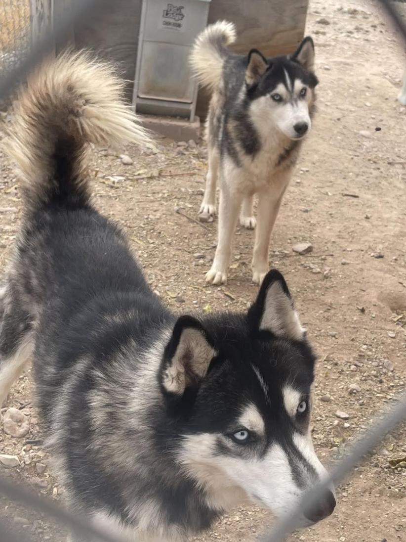 Blueboy, Redboy, Charlieboy, a Adoptable Husky in Williamsburg, NM image 1/3