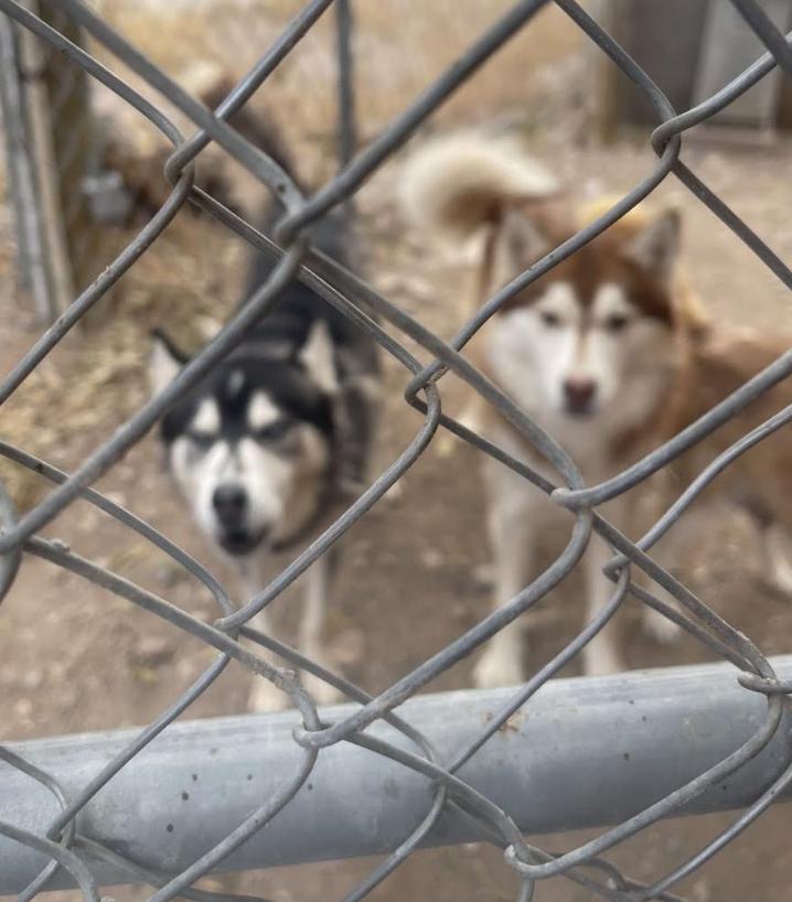 Blueboy, Redboy, Charlieboy, a Adoptable Husky in Williamsburg, NM image 2/3