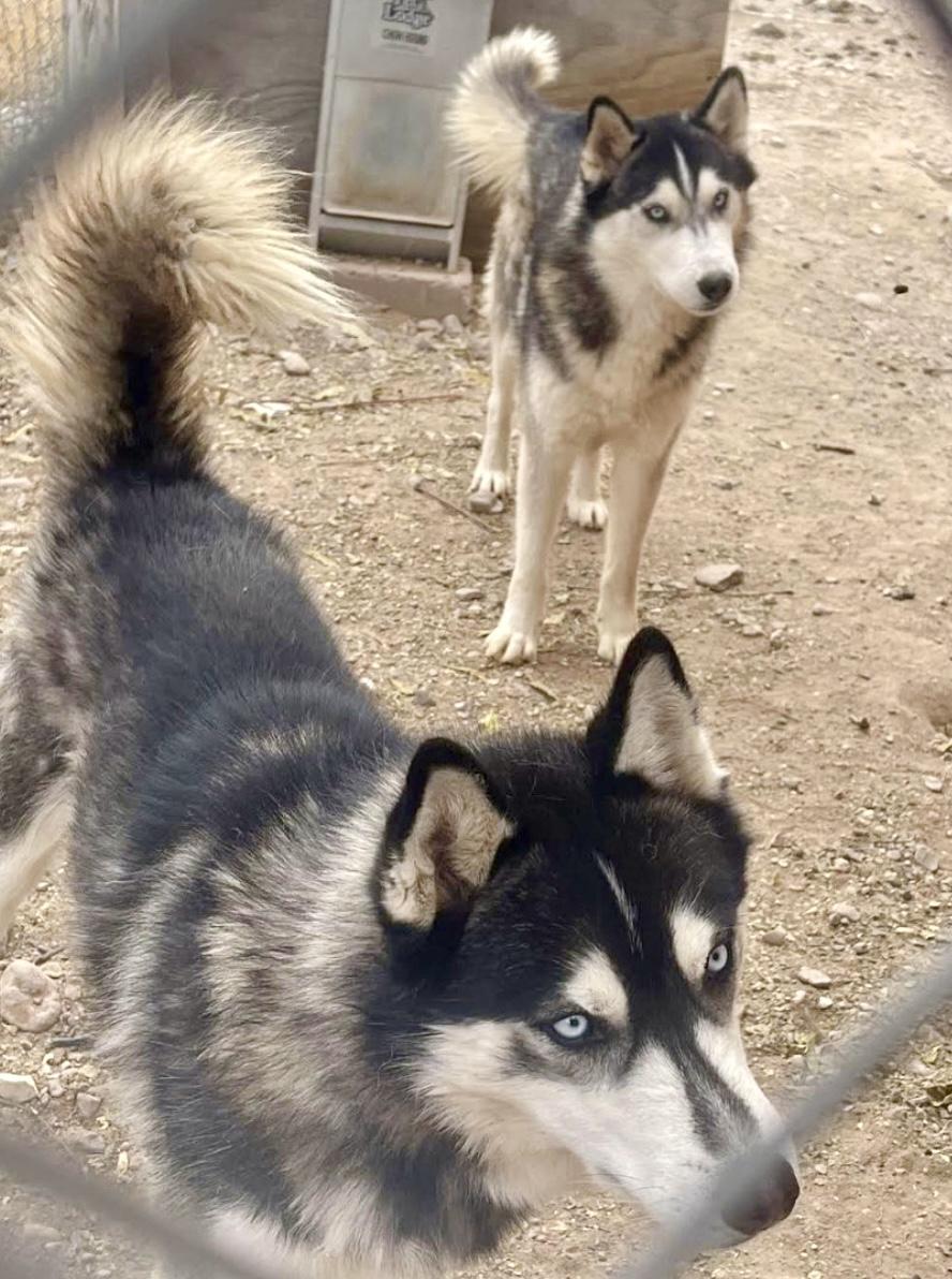 Blueboy, Redboy, Charlieboy, Young Male Husky