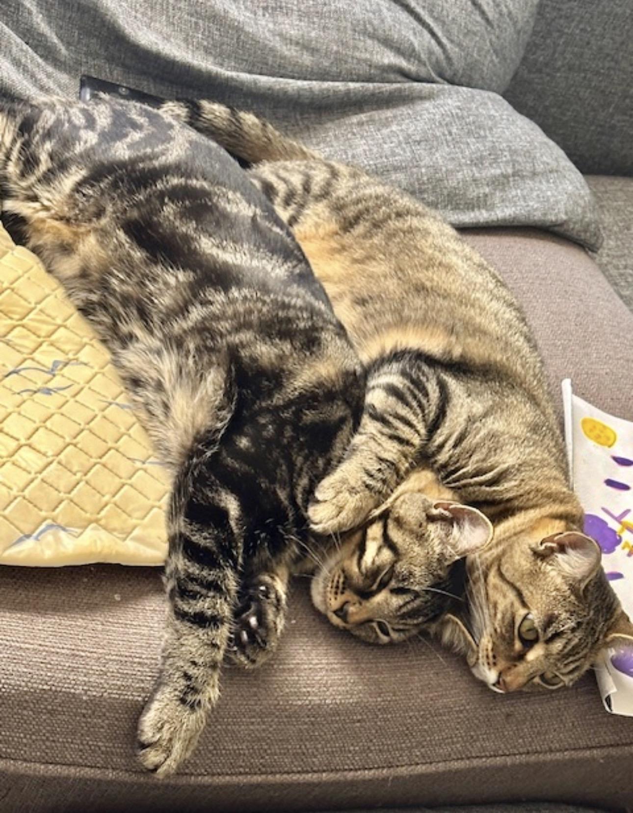 Loki (watch video) loves to be held , a ADOPTABLE Domestic Short Hair in Rockledge, FL image 3/5