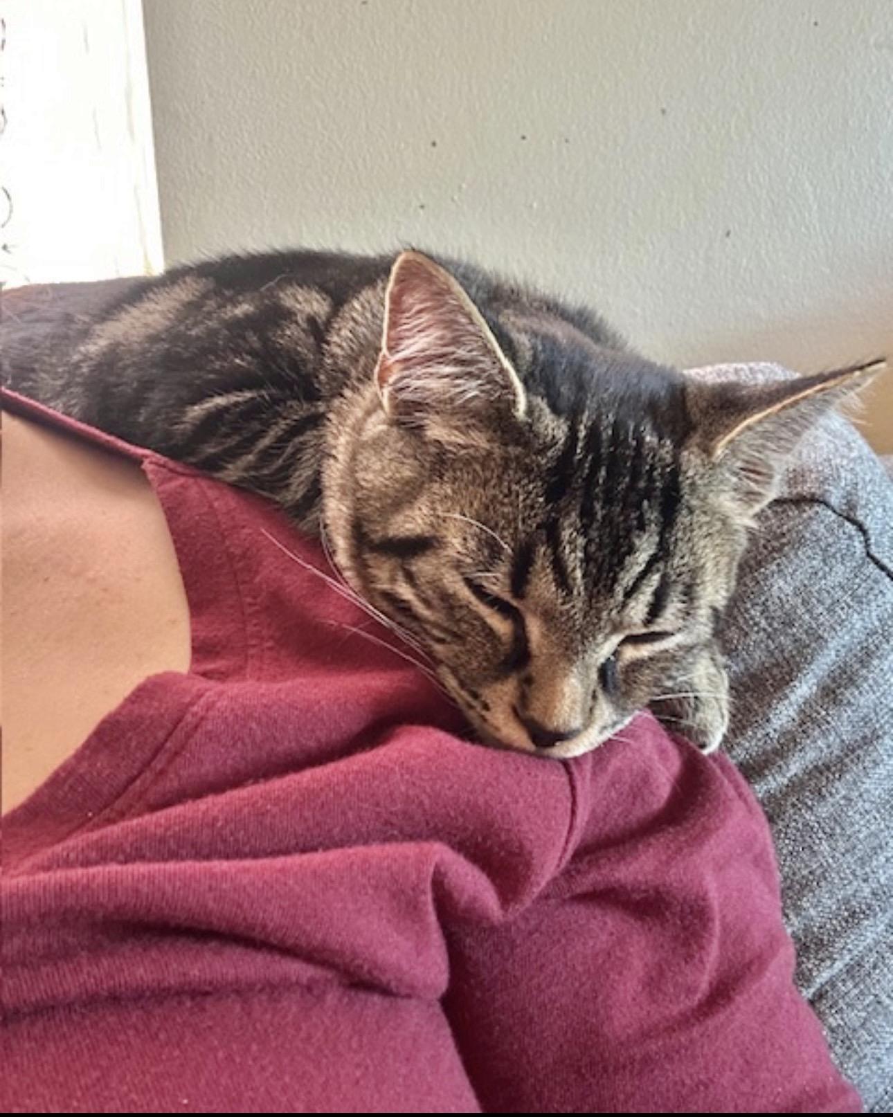 Loki (watch video) loves to be held , a ADOPTABLE Domestic Short Hair in Rockledge, FL image 4/5