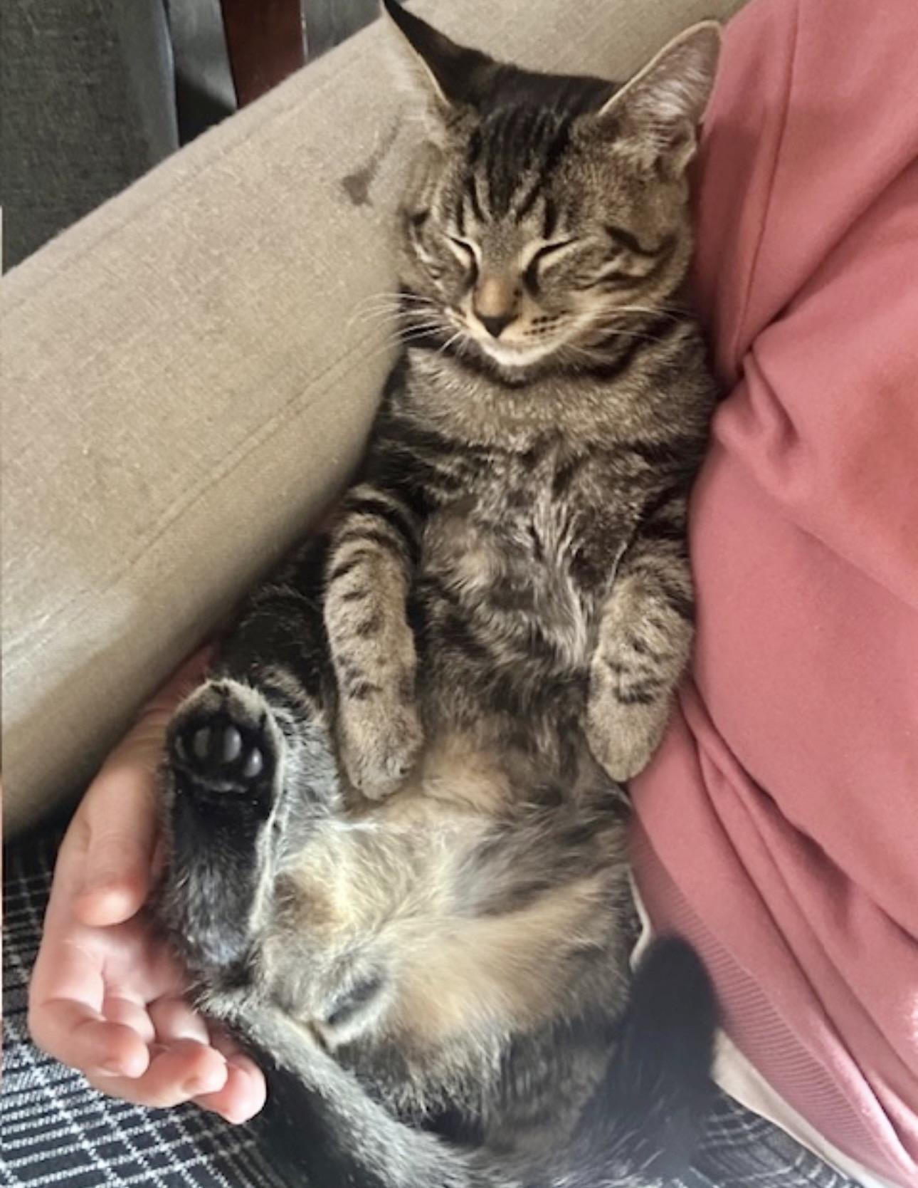 Loki (watch video) loves to be held , ADOPTABLE, Young Male Domestic Short Hair.