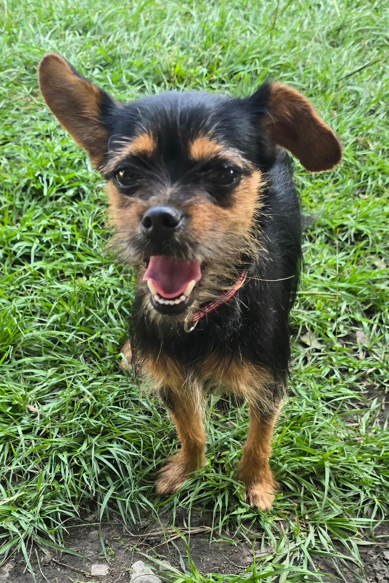 Enlarge Suzie, a ADOPTABLE mixed breed in Walker, LA image 4/4