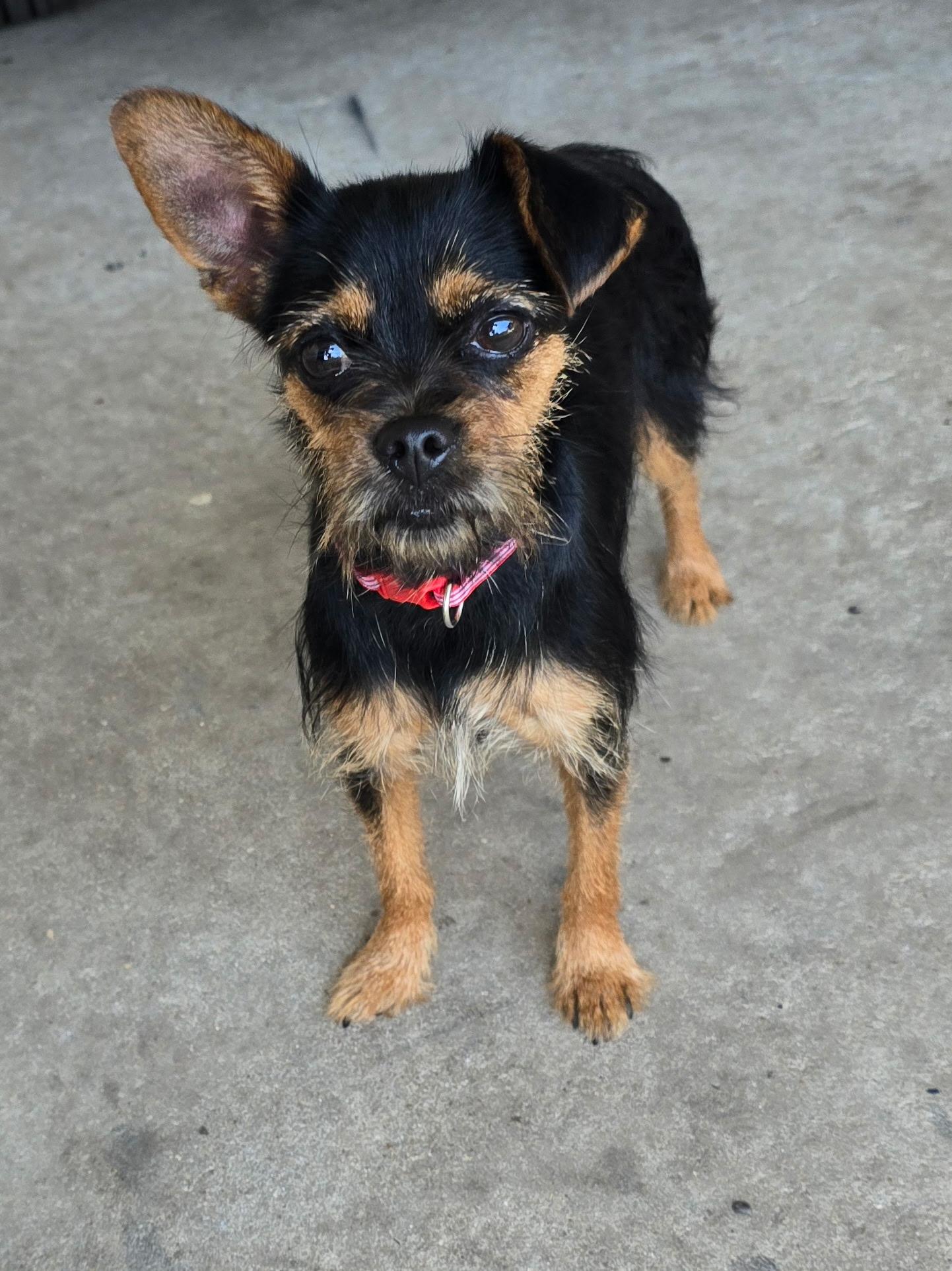 Enlarge Suzie, a ADOPTABLE mixed breed in Walker, LA image 1/4