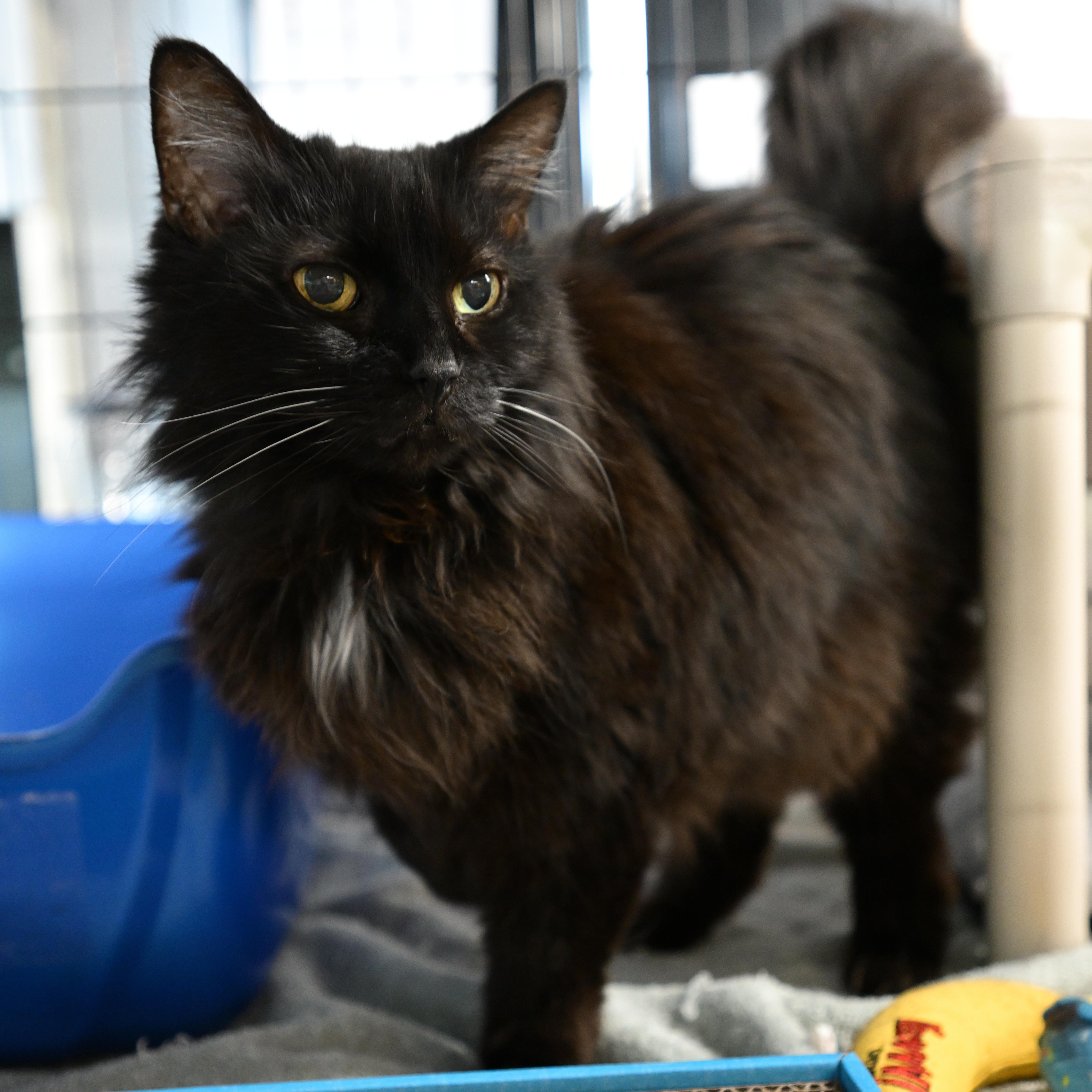 Saoirse, adopted, Senior Female Domestic Long Hair.