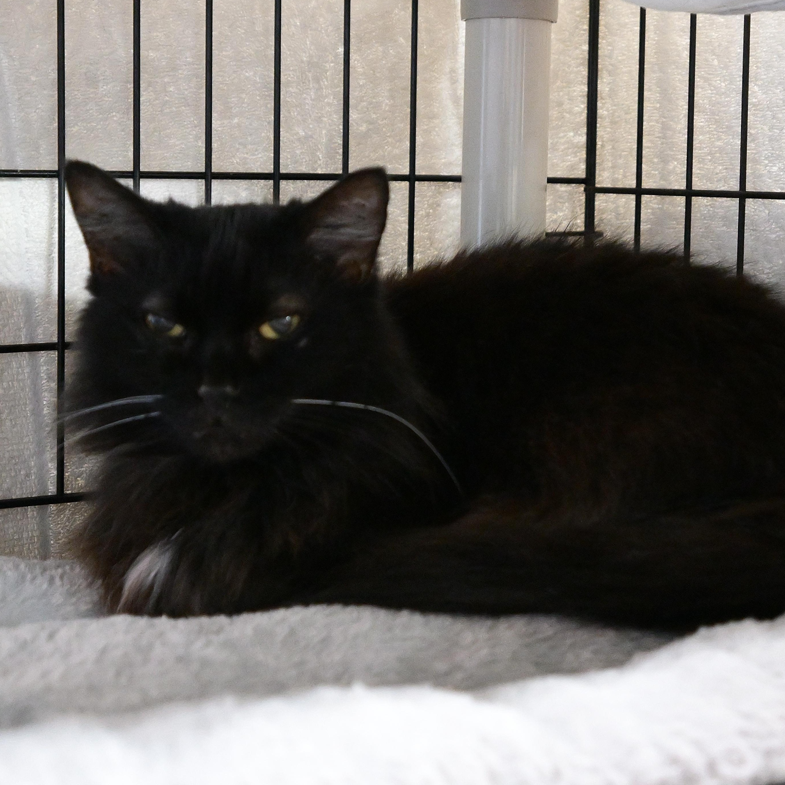 Enlarge Saoirse, an adopted Domestic Long Hair in East Amherst, NY image 4/6