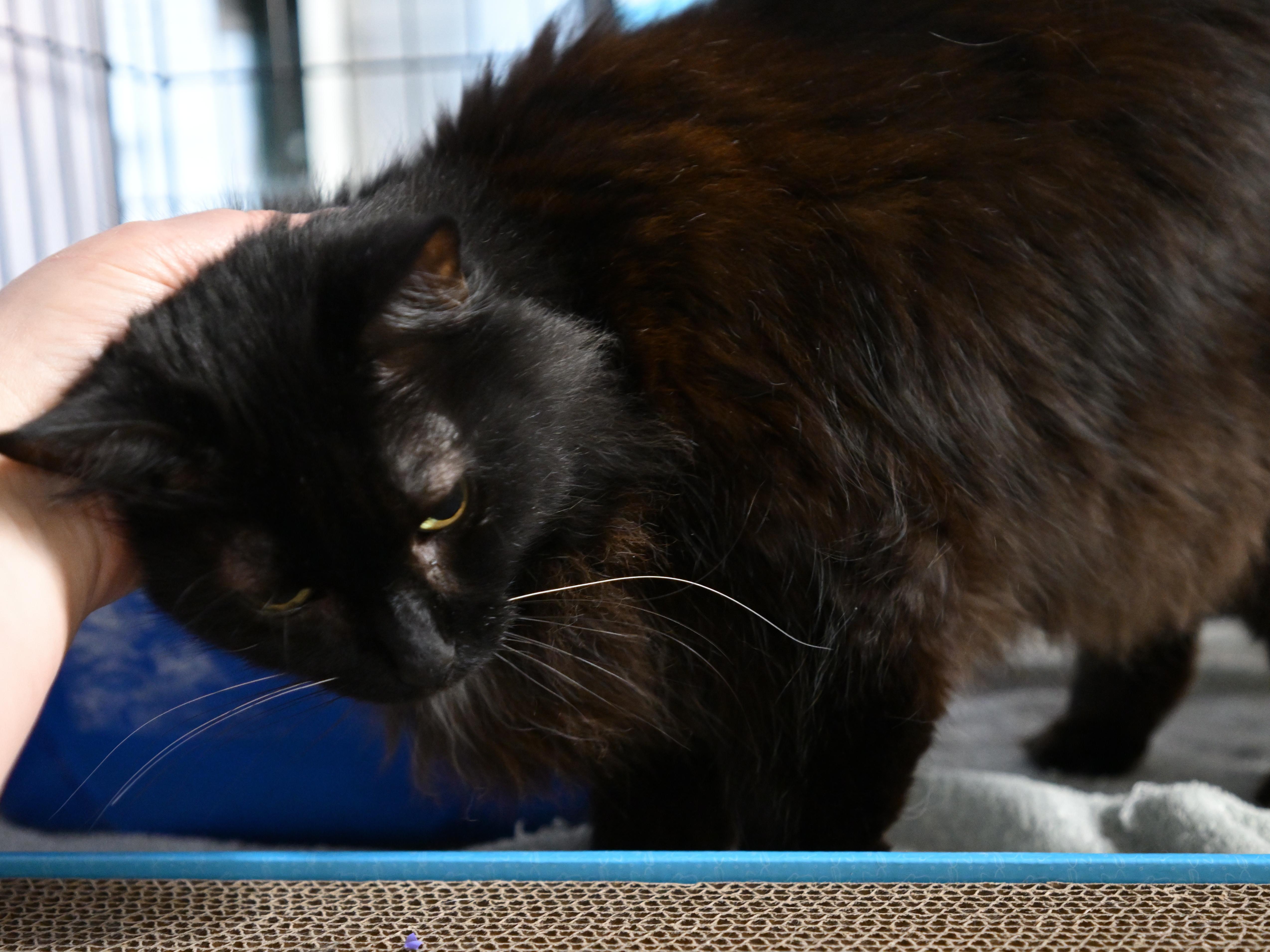 Enlarge Saoirse, an adopted Domestic Long Hair in East Amherst, NY image 5/6