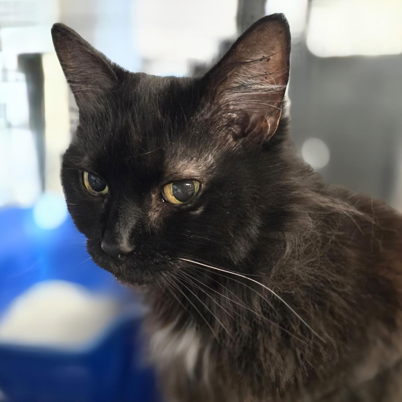 Enlarge Saoirse, an adopted Domestic Long Hair in East Amherst, NY image 6/6