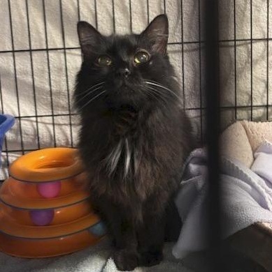 Enlarge Saoirse, an adopted Domestic Long Hair in East Amherst, NY image 3/6