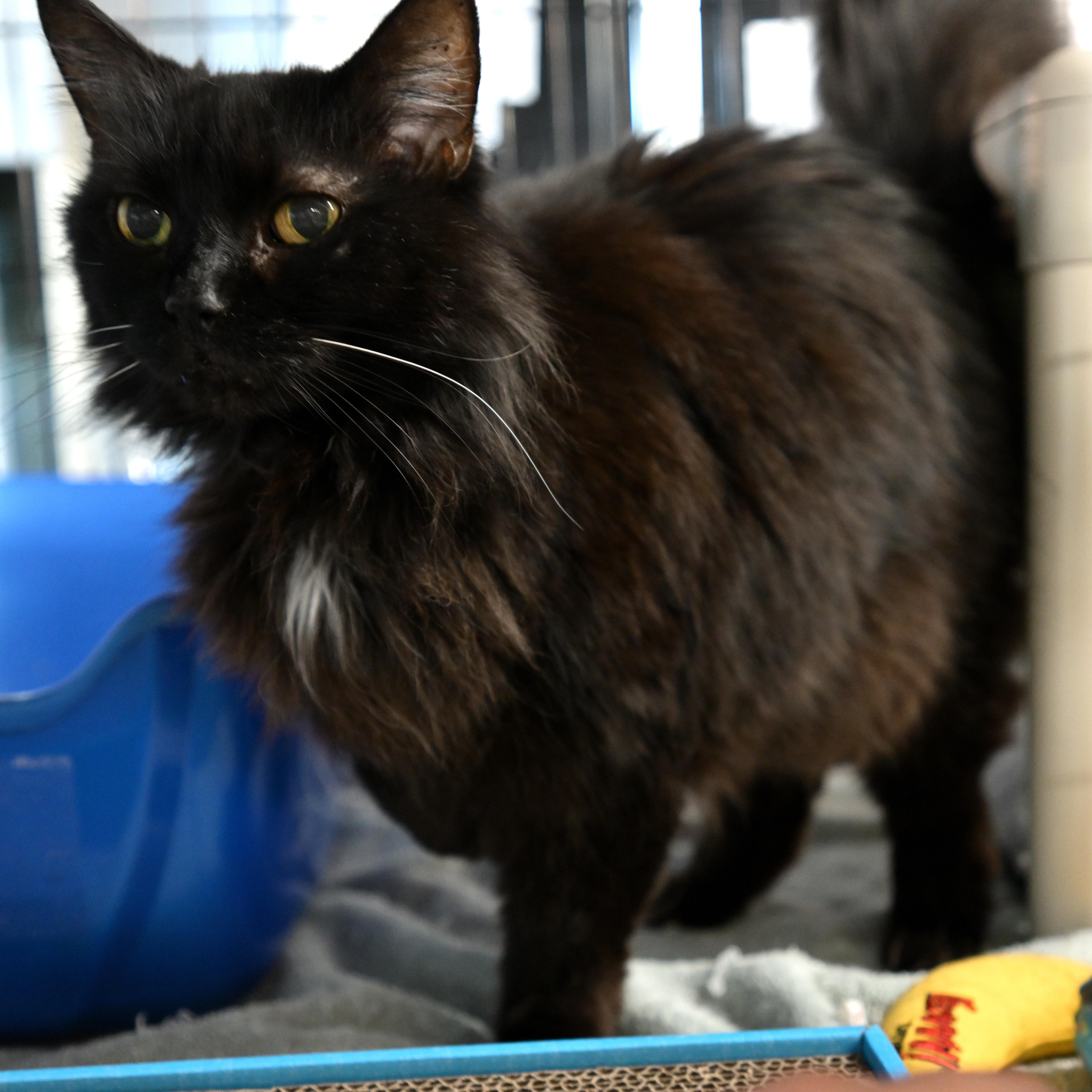 Enlarge Saoirse, an adopted Domestic Long Hair in East Amherst, NY image 2/6