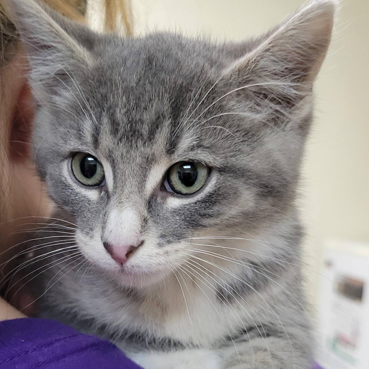Turbo, adopted, Kitten Male Tabby.