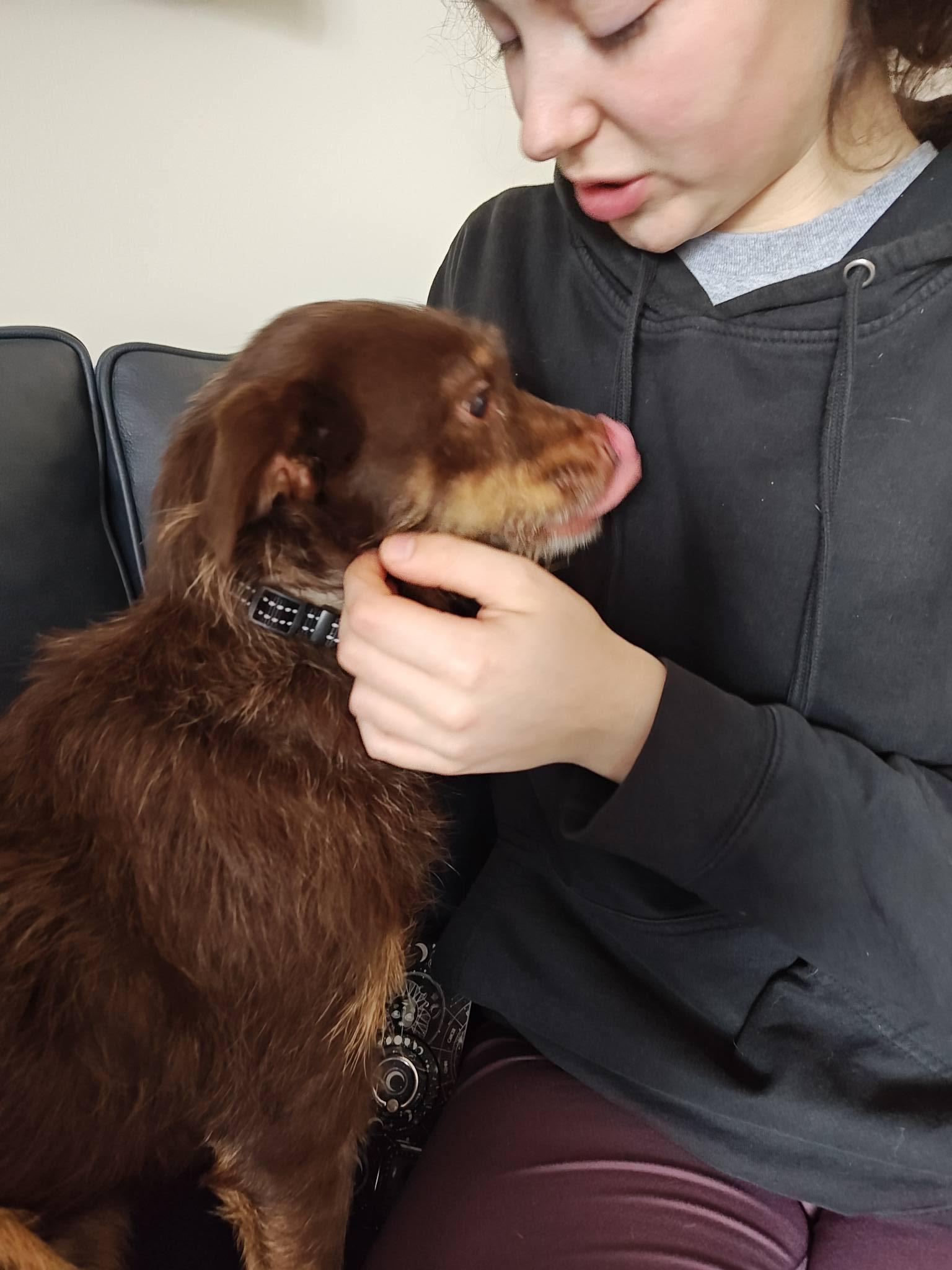 Enlarge Hope, an adopted mixed breed in Albany, NY image 3/4