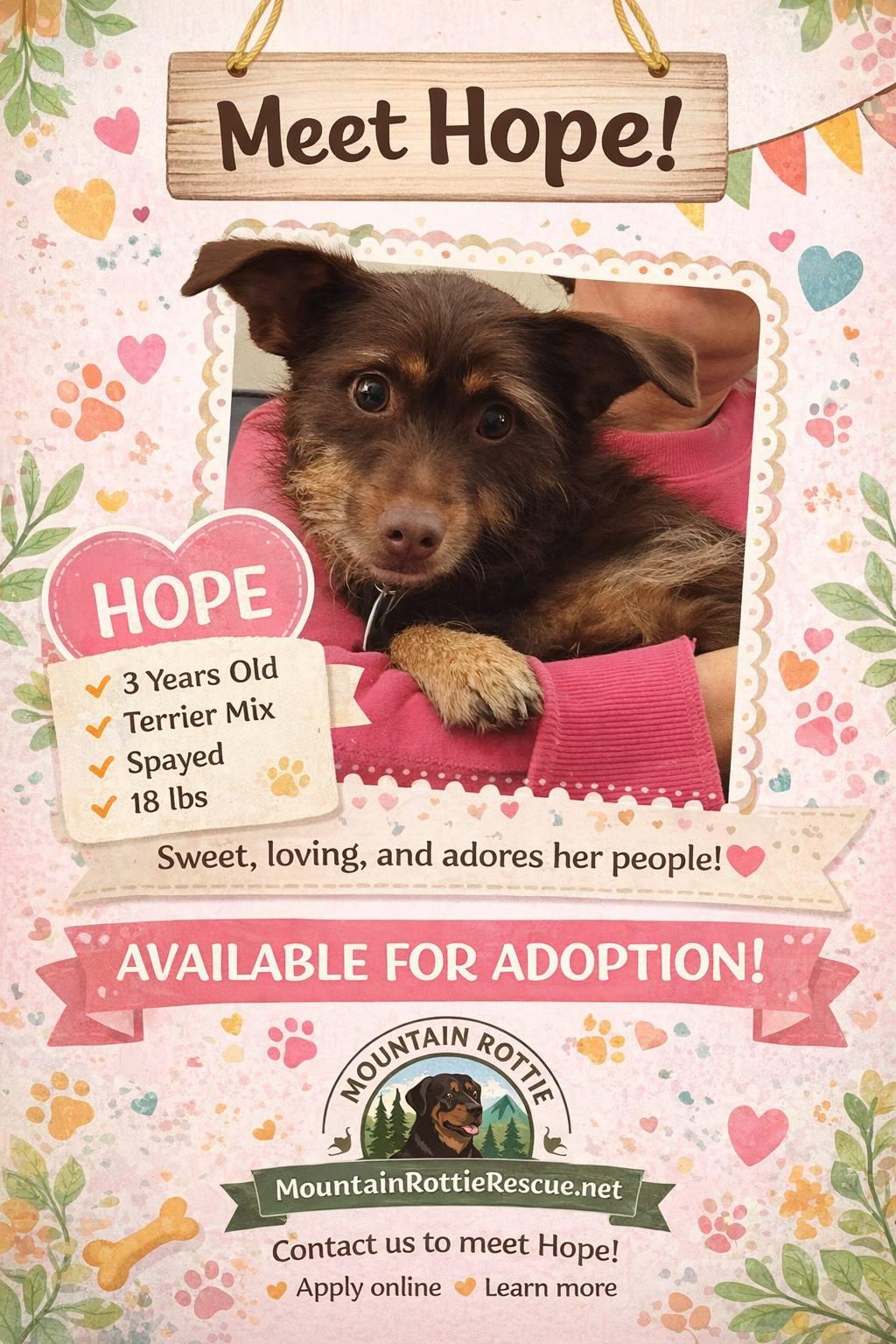 Enlarge Hope, an adopted mixed breed in Albany, NY image 4/4