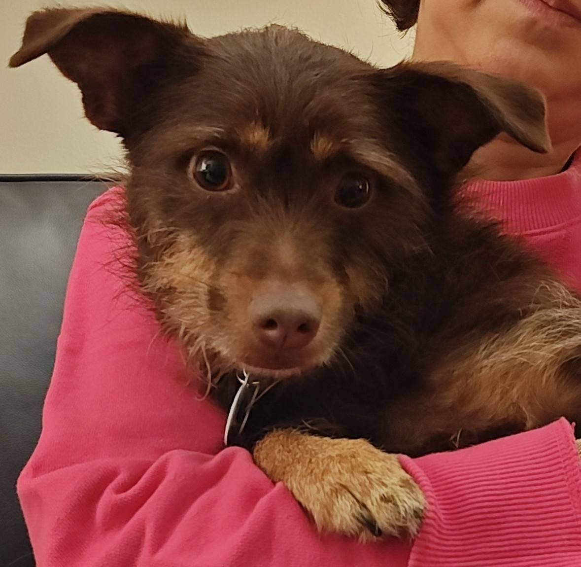 Enlarge Hope, an adopted mixed breed in Albany, NY image 1/4