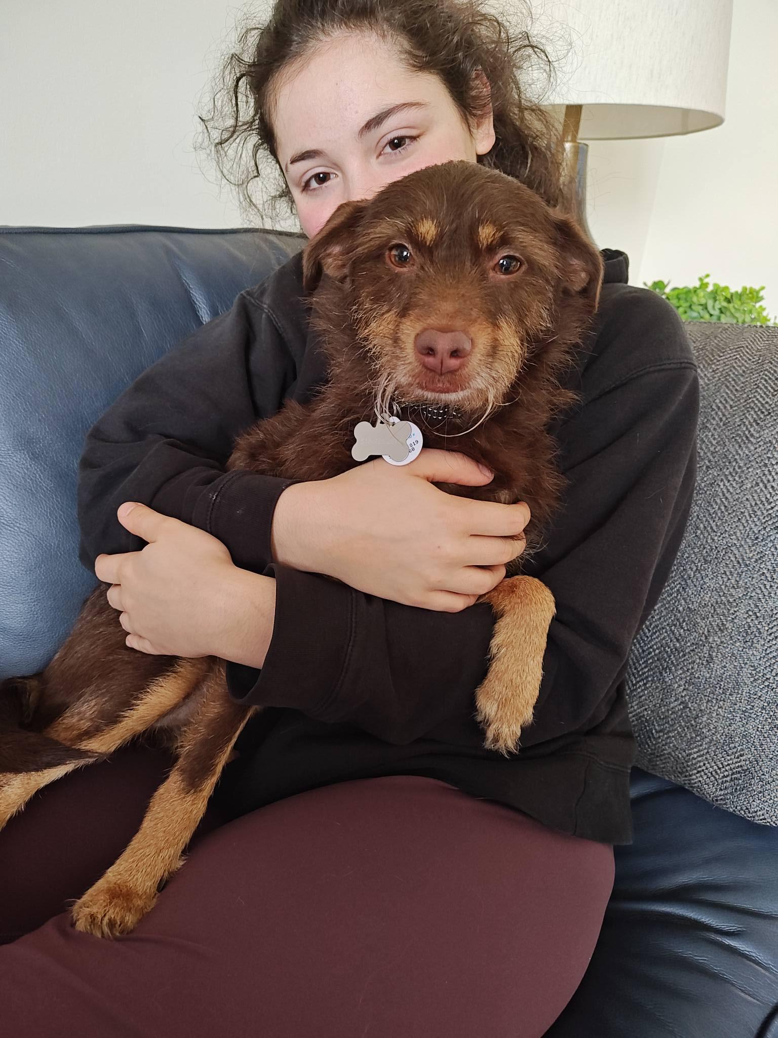 Enlarge Hope, an adopted mixed breed in Albany, NY image 2/4