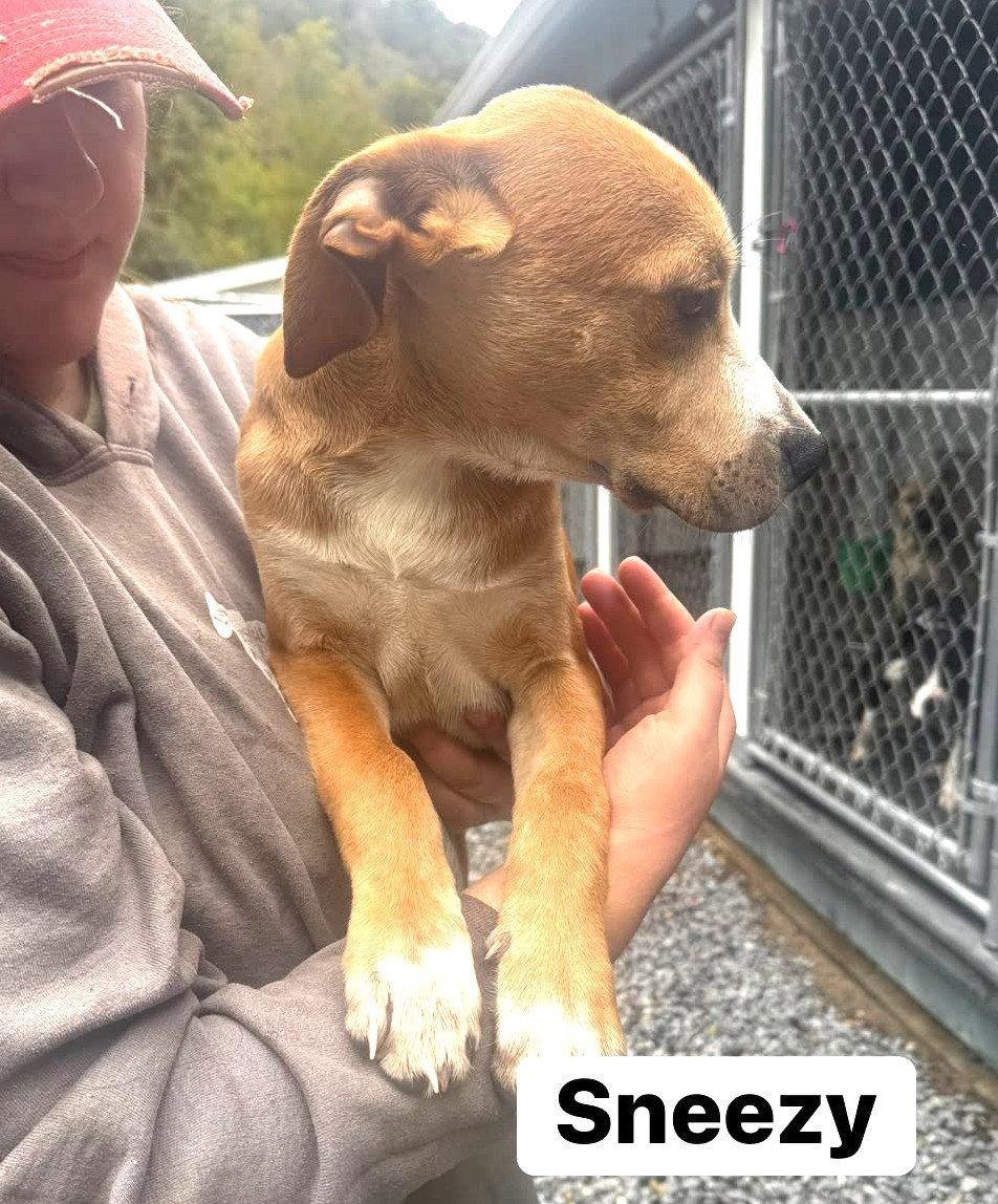 Enlarge Sneezy (13wo, 20lbs), a Adoptable Hound in Hinton, WV image 1/2