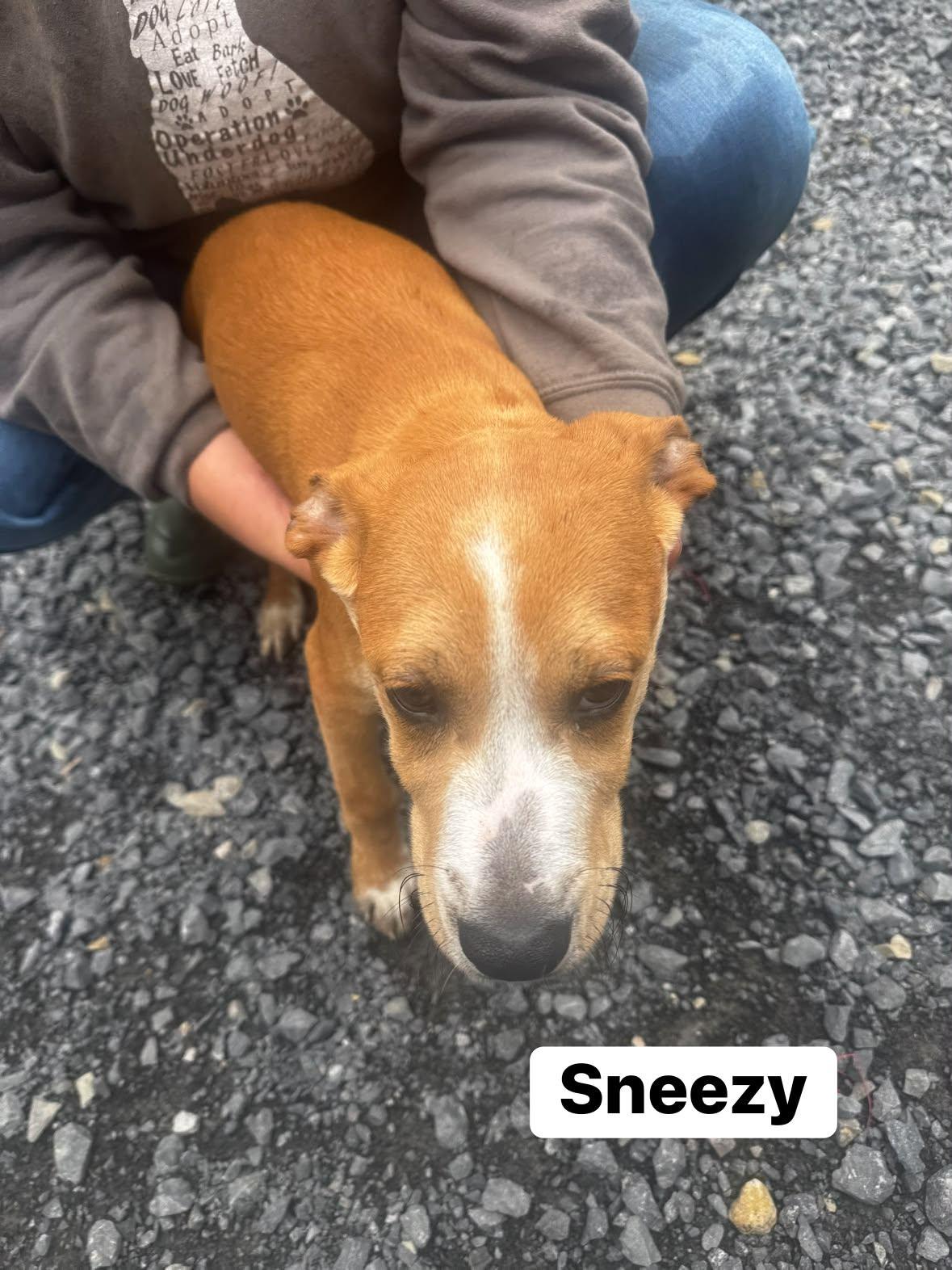Enlarge Sneezy (13wo, 20lbs), a Adoptable Hound in Hinton, WV image 2/2