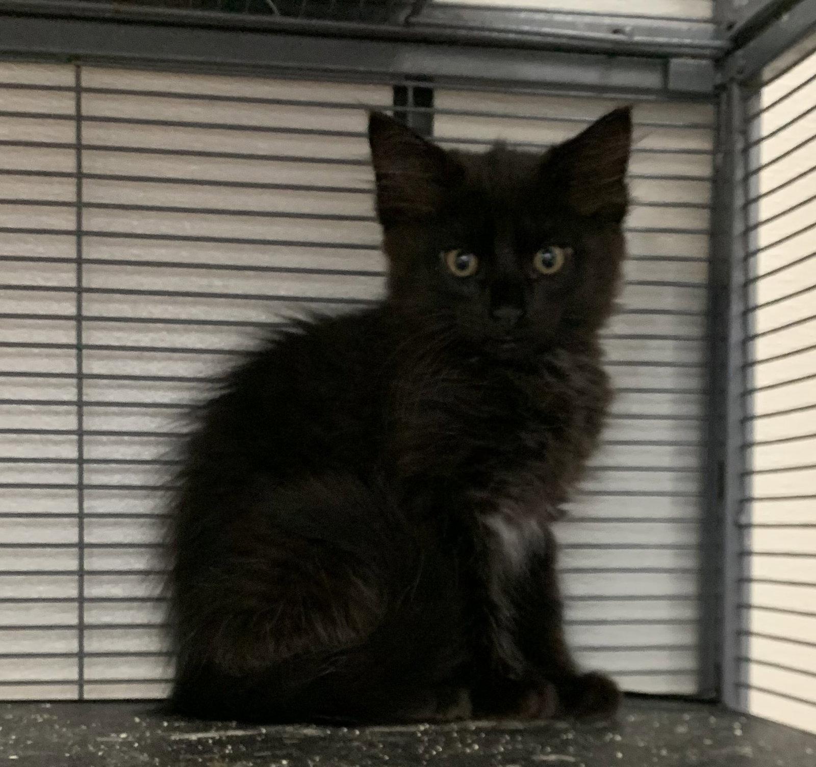 Cobra, Adoptable, Kitten Male Domestic Medium Hair.