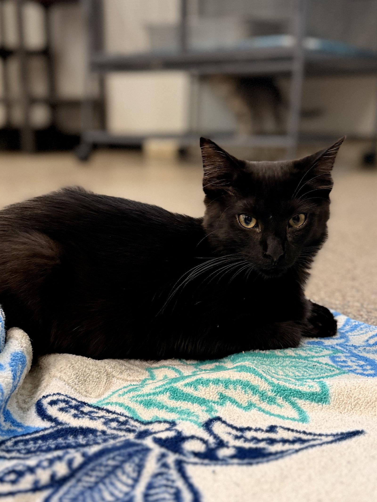 Enlarge Cobra, a Adoptable Domestic Medium Hair in Sanford, FL image 2/3