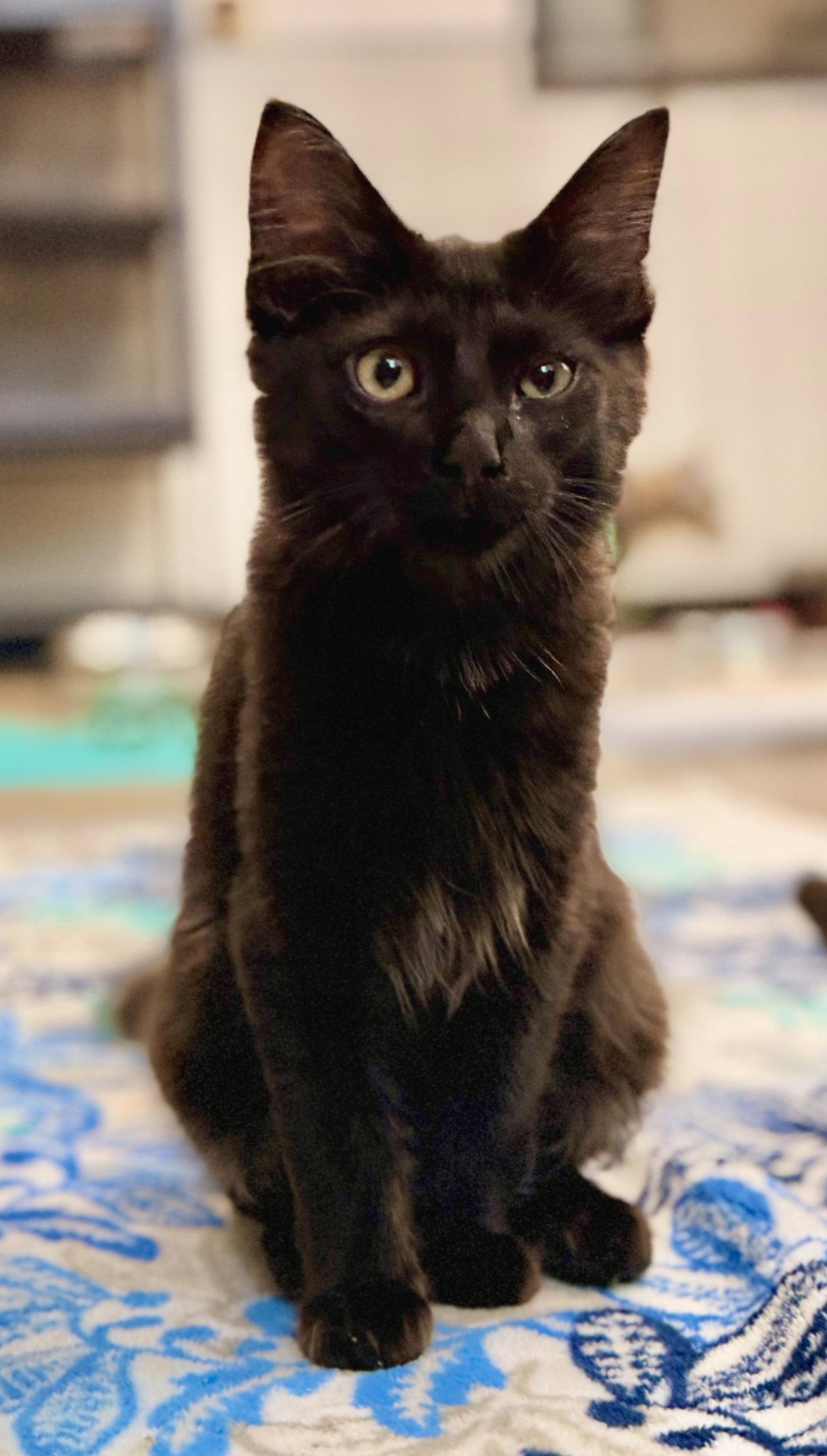 Enlarge Cobra, a Adoptable Domestic Medium Hair in Sanford, FL image 3/3