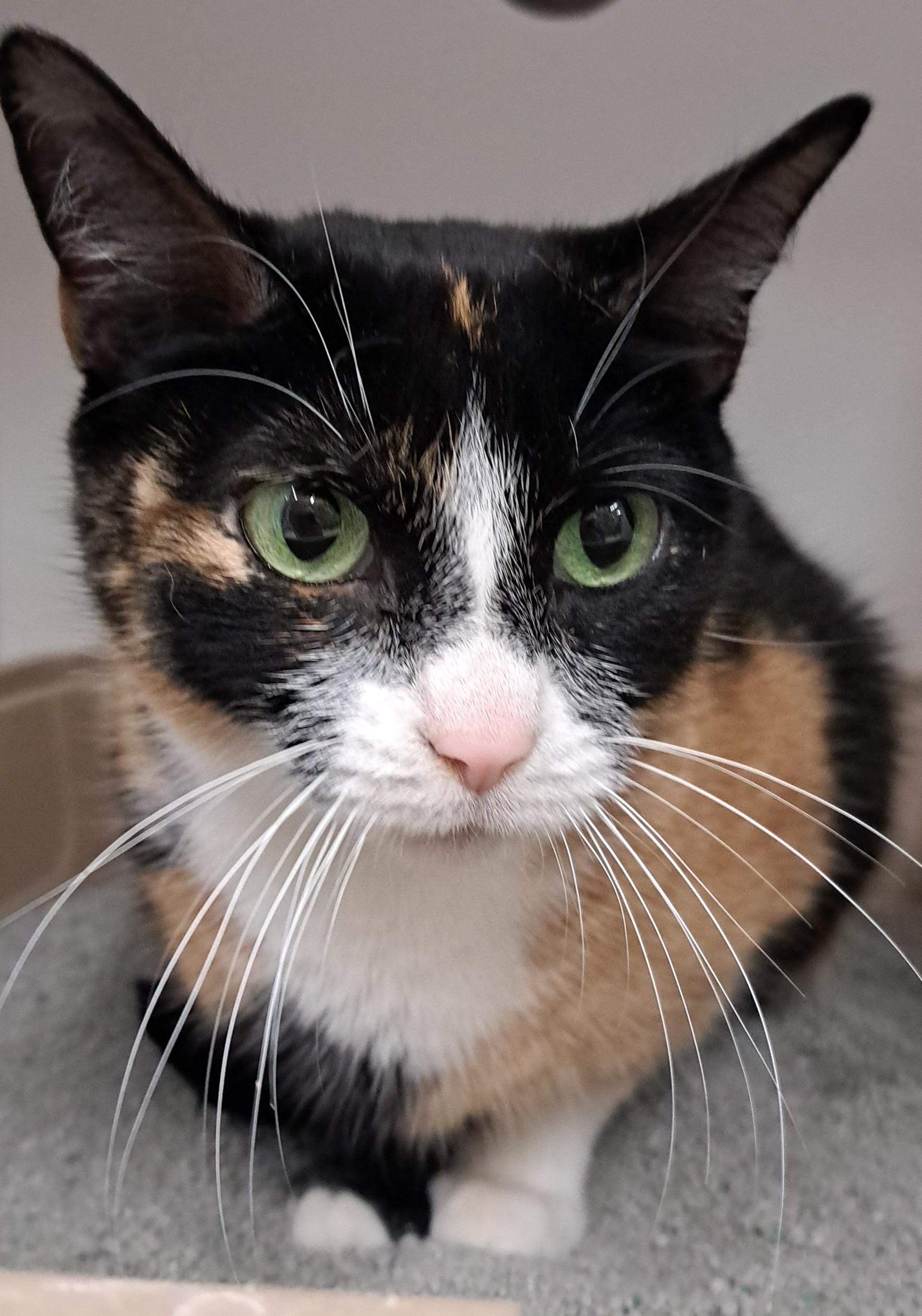 Enlarge Millie , a ADOPTABLE Calico in Buffalo, NY image 2/2
