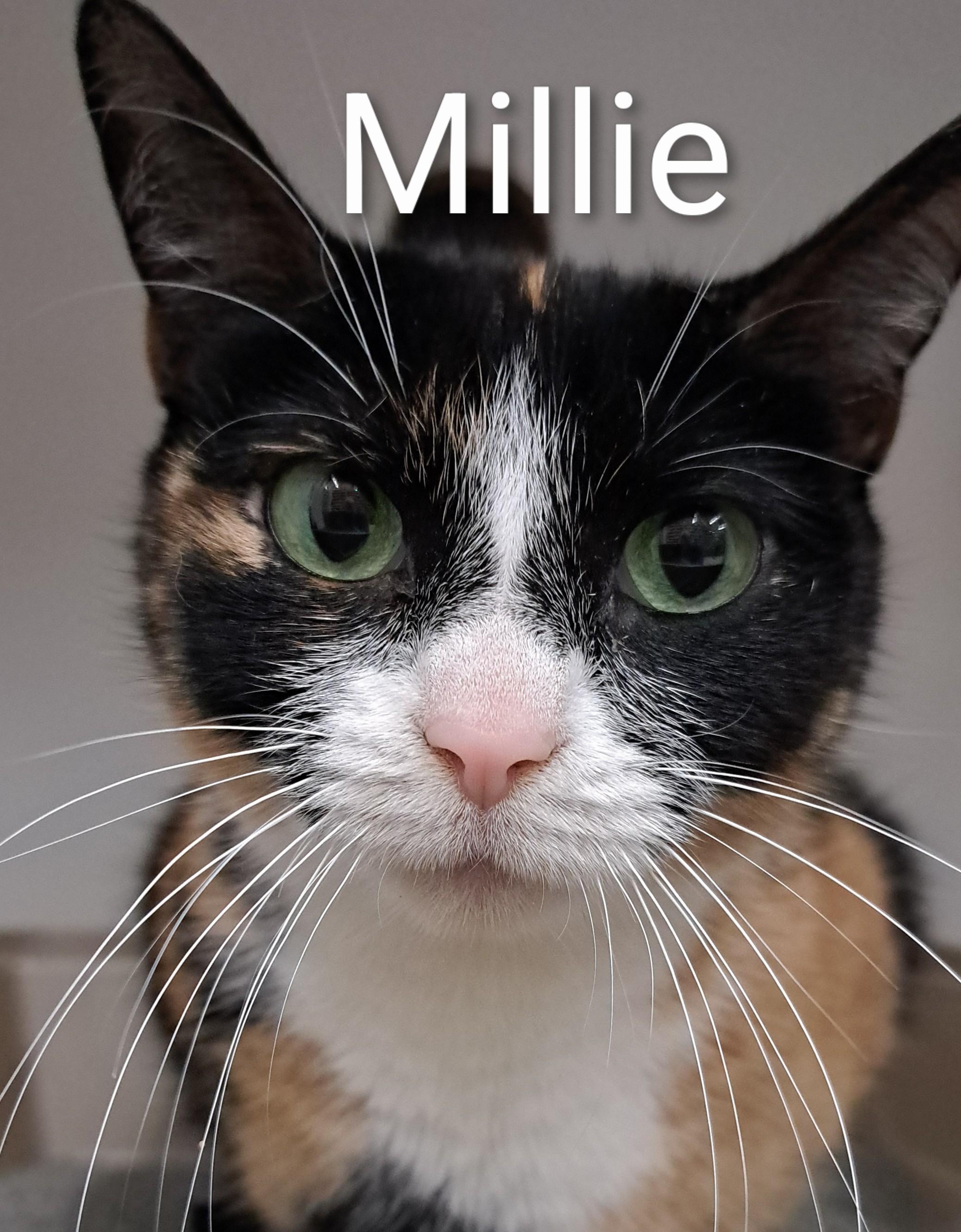 Enlarge Millie , a ADOPTABLE Calico in Buffalo, NY image 1/2
