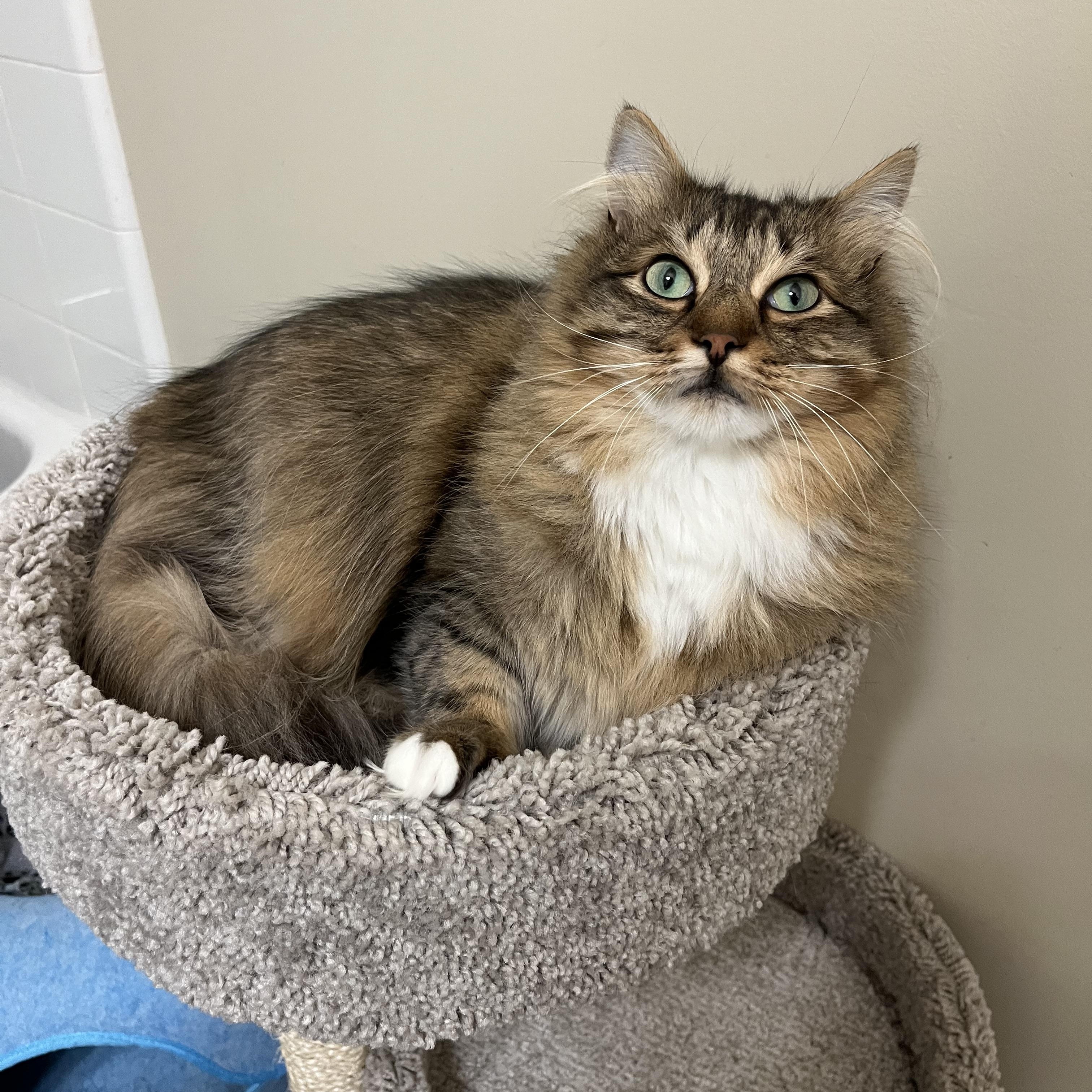 Odie, an adopted Domestic Long Hair in Duluth, GA image 2/5