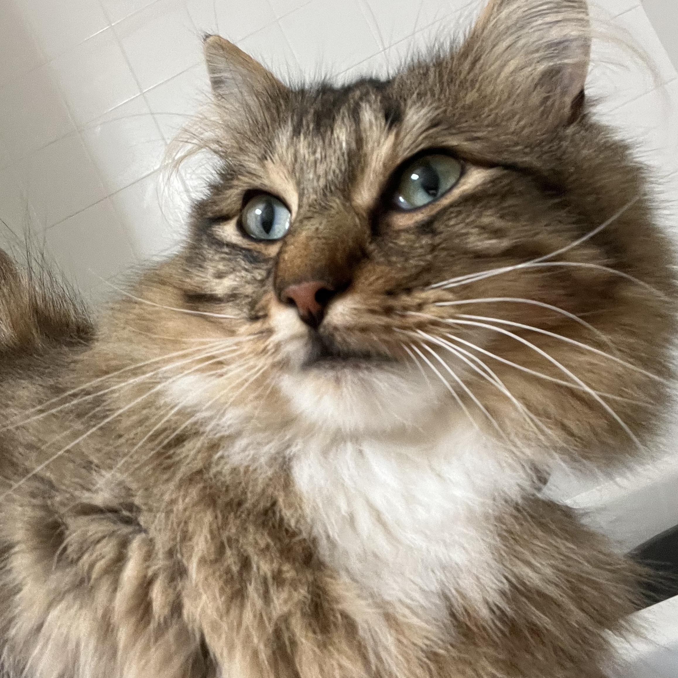 Odie, an adopted Domestic Long Hair in Duluth, GA image 3/5